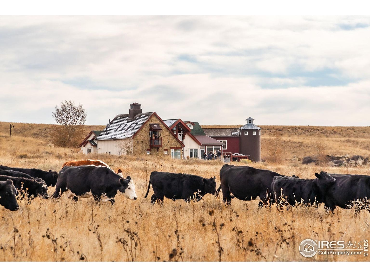 The image showcases a charming countryside estate with a unique architectural design, featuring a combination of stone and siding. A herd of cattle grazes in the foreground, adding to the rural ambiance. The property includes a silo and multiple connected buildings, suggesting a spacious and versatile living space.
