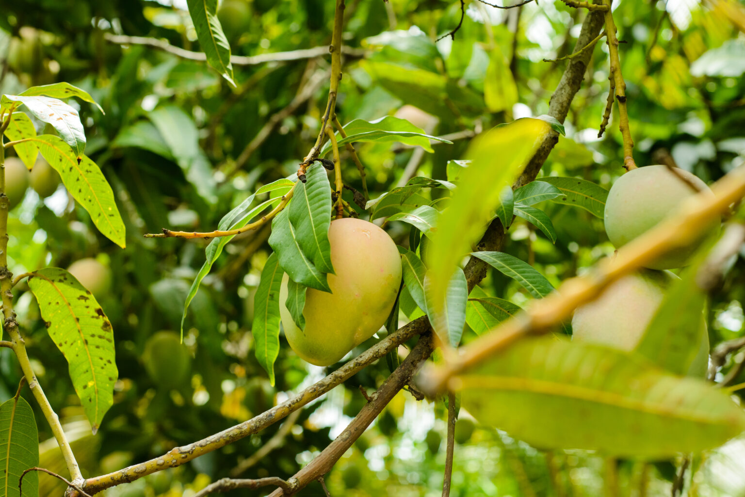 The image displays a close-up of a mango tree filled with ripe mangoes. The lush greenery and visible fruit create a sense of tropical abundance. This scene is suitable for highlighting the property's potential for a vibrant garden or orchard.