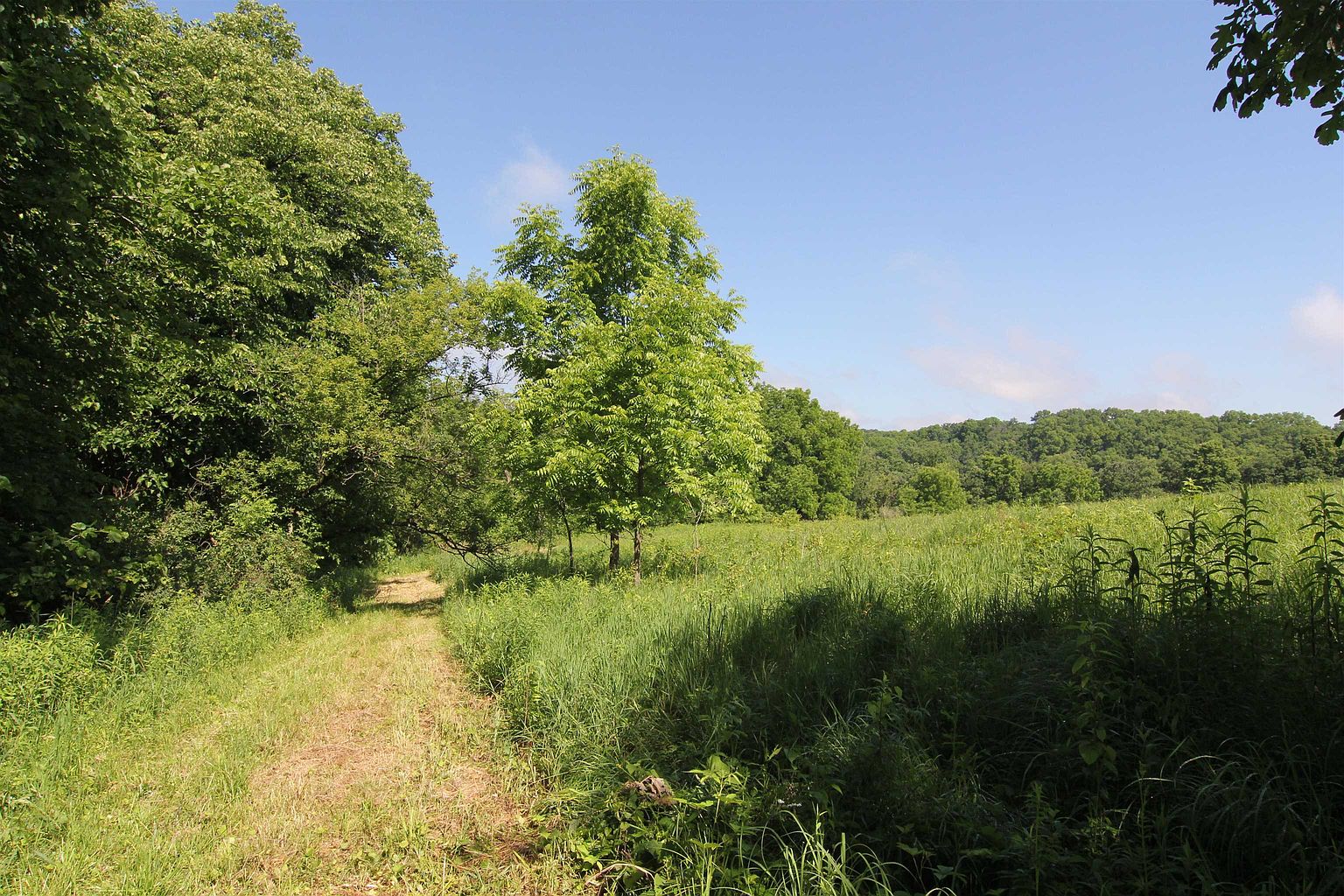 This image captures a serene, expansive meadow featuring a mowed walking path that leads toward a cluster of mature trees. The landscape is characterized by lush green grasses and dense foliage under a clear, bright blue sky. The perspective is a wide-angle ground-level shot, emphasizing the natural beauty and open space of the property.