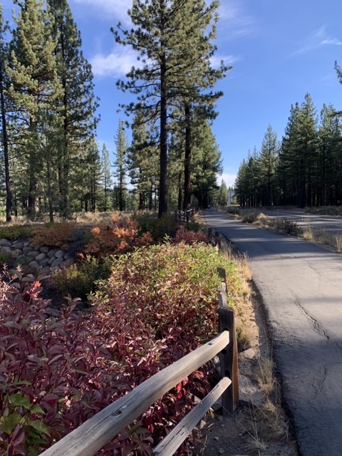The image shows a landscaped yard featuring a variety of plants and trees alongside a pathway. A wooden fence runs along the edge of the yard, providing a sense of boundary and definition. The scene evokes a sense of natural beauty and well-maintained outdoor space, enhancing the property's appeal.