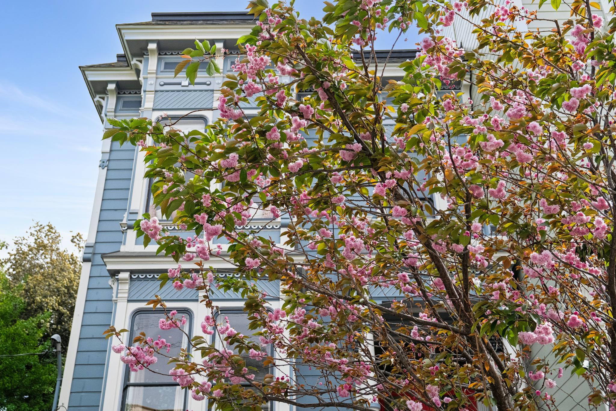 This image captures a charming, historic Victorian-style home painted in a soft blue with white trim, partially obscured by a vibrant cherry blossom tree in full bloom. The perspective is a low-angle, cinematic shot that emphasizes the architectural details of the upper stories and the delicate pink flowers against the clear blue sky. The combination of the classic facade and the seasonal floral display creates an inviting and picturesque curb appeal.
