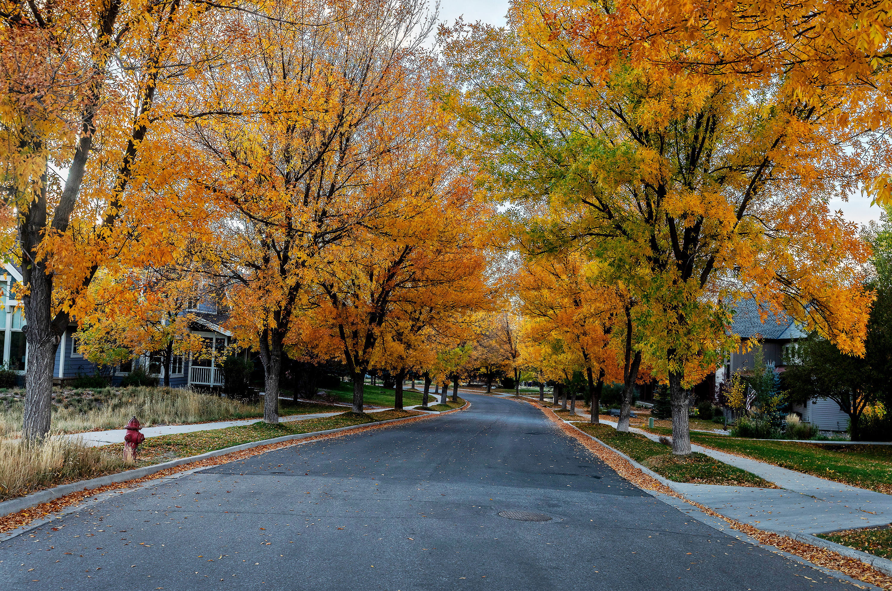 This image showcases a picturesque residential street in autumn, lined with mature trees displaying vibrant yellow and orange foliage. The street leads into the distance, flanked by sidewalks and well-maintained lawns, with glimpses of houses on either side. A fire hydrant is visible on the left side of the street.