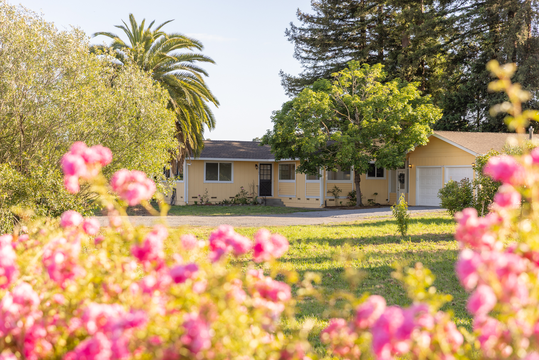 This charming single-story home features a light yellow exterior with a classic ranch-style layout and an attached garage. The property is framed by a lush, vibrant foreground of blooming pink roses, with a large palm tree and mature trees providing a scenic, natural backdrop. The perspective is captured from a low angle through the garden, emphasizing the home's inviting curb appeal and peaceful, semi-rural setting.