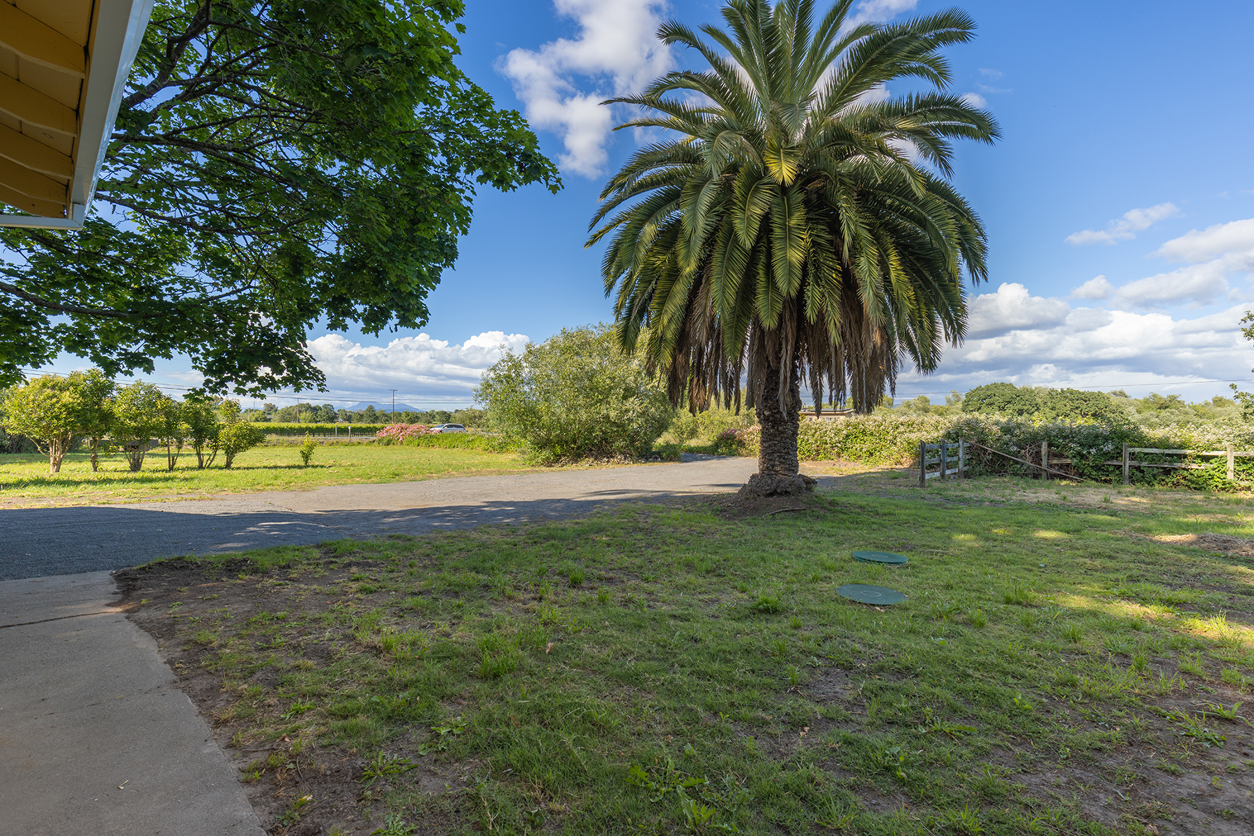 This expansive outdoor space features a large, mature palm tree as a focal point set against a backdrop of rolling hills and a clear blue sky. A paved driveway leads through the property, bordered by lush green grass, mature trees, and a rustic wooden fence. The perspective is captured from a slightly elevated position, likely from a porch or patio, offering a serene and open view of the rural landscape.