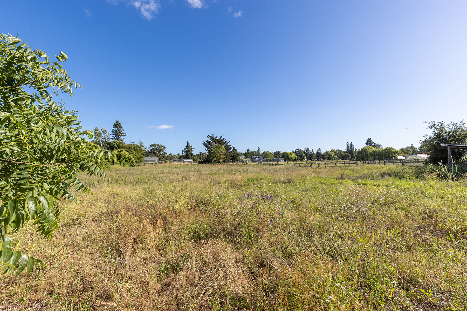 This image captures a wide, open field of tall, dry grasses under a clear, bright blue sky. A large, leafy tree occupies the left foreground, framing the expansive landscape that stretches toward a distant tree line and a few residential structures. The perspective is a ground-level shot looking across the meadow, emphasizing the vastness and potential of the property.