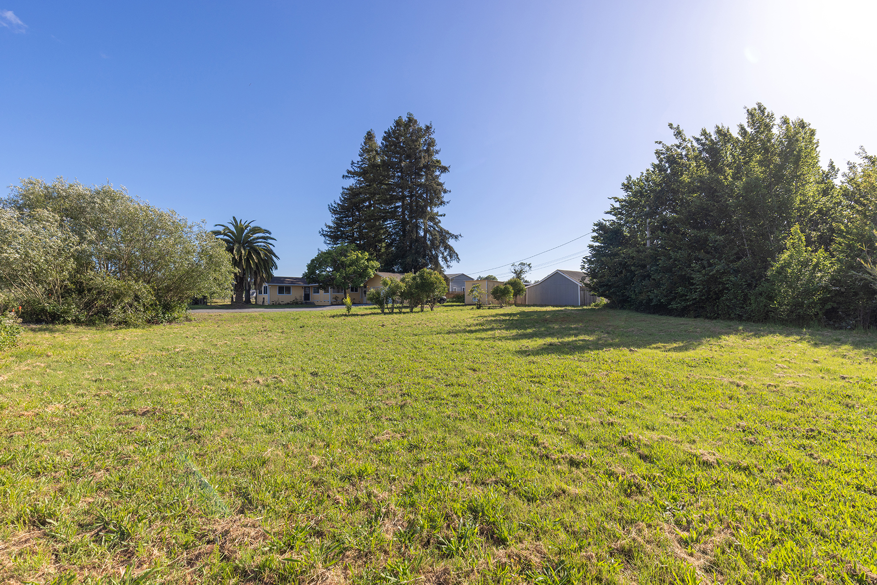 This wide-angle shot captures a expansive, sun-drenched grassy lot leading toward a modest single-story residence in the distance. The property is framed by mature trees, including a prominent palm and tall evergreens, creating a sense of privacy and rural charm. The clear blue sky and bright natural lighting emphasize the generous outdoor space available for potential landscaping or development.