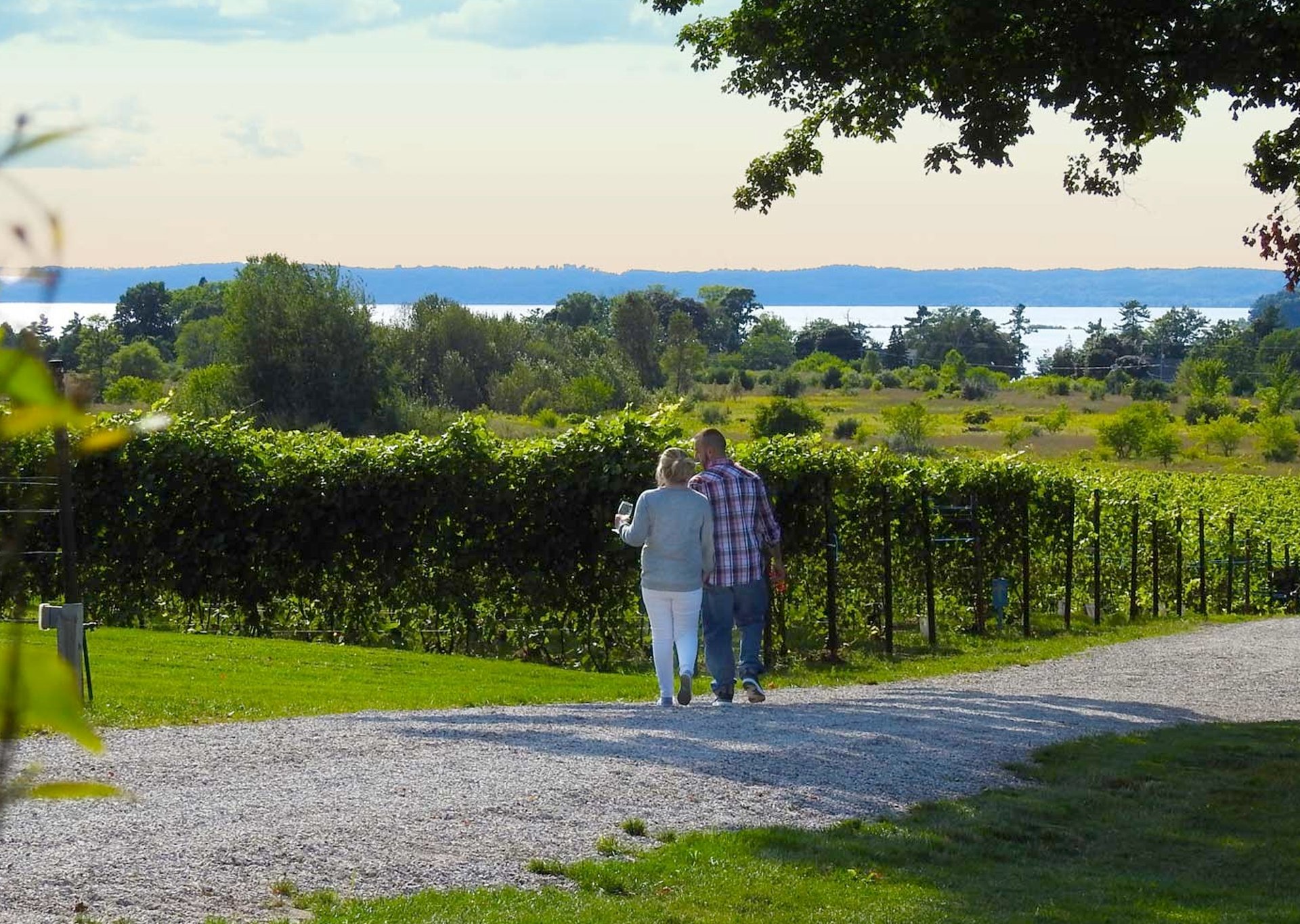 This image showcases a vineyard setting, perfect for a wine country-style property. A couple strolls along a gravel path between rows of grape vines, implying a tranquil lifestyle. The backdrop features a scenic lake view and distant trees adding elegance to the scene.