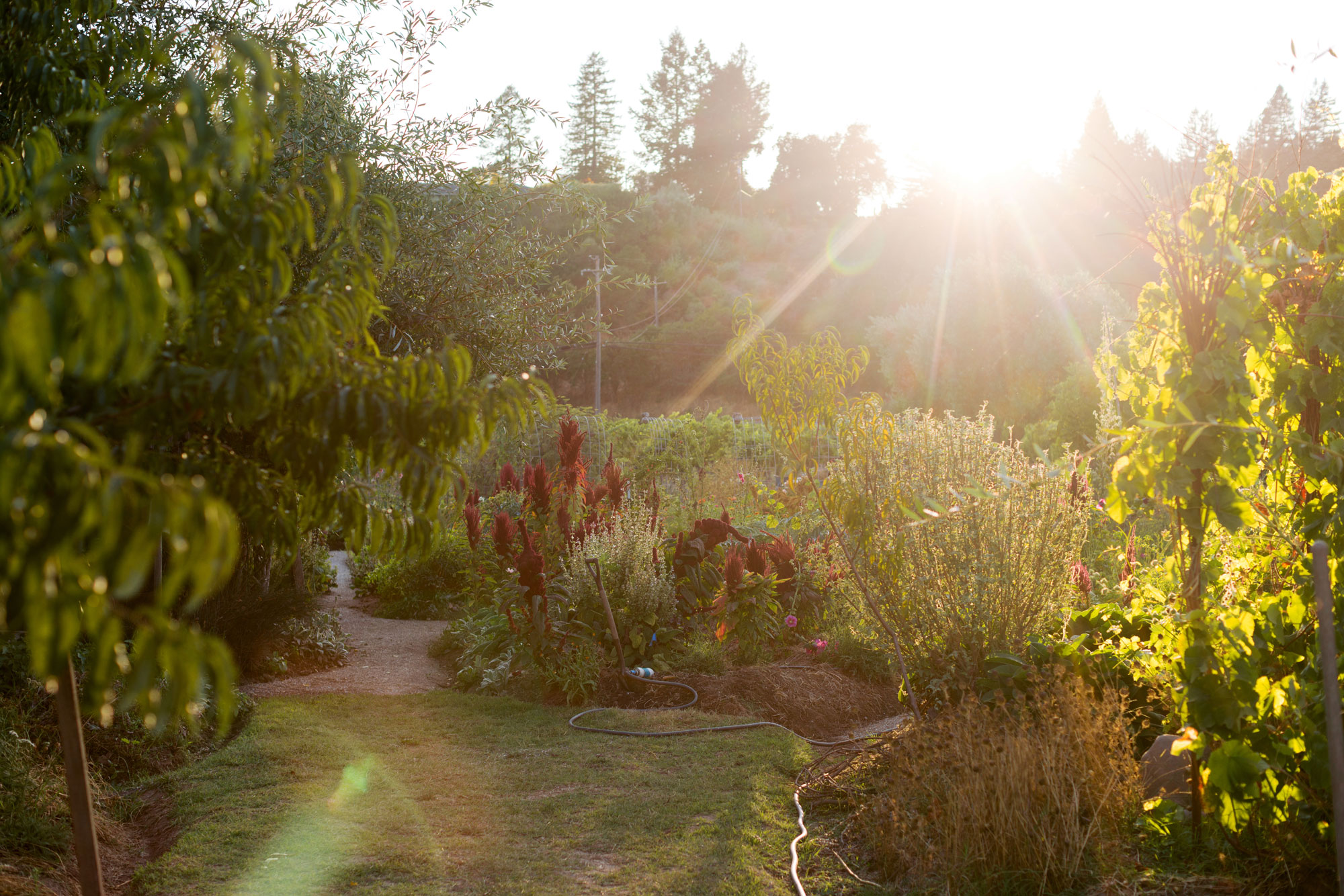 A lush, sun-drenched garden features a vibrant collection of red plumed celosia, mature trees, and well-maintained grass pathways. The warm, golden afternoon light creates an inviting, serene atmosphere, highlighting the fertile soil and diverse plantings. This tranquil outdoor space offers excellent potential for those seeking a private, nature-focused retreat.