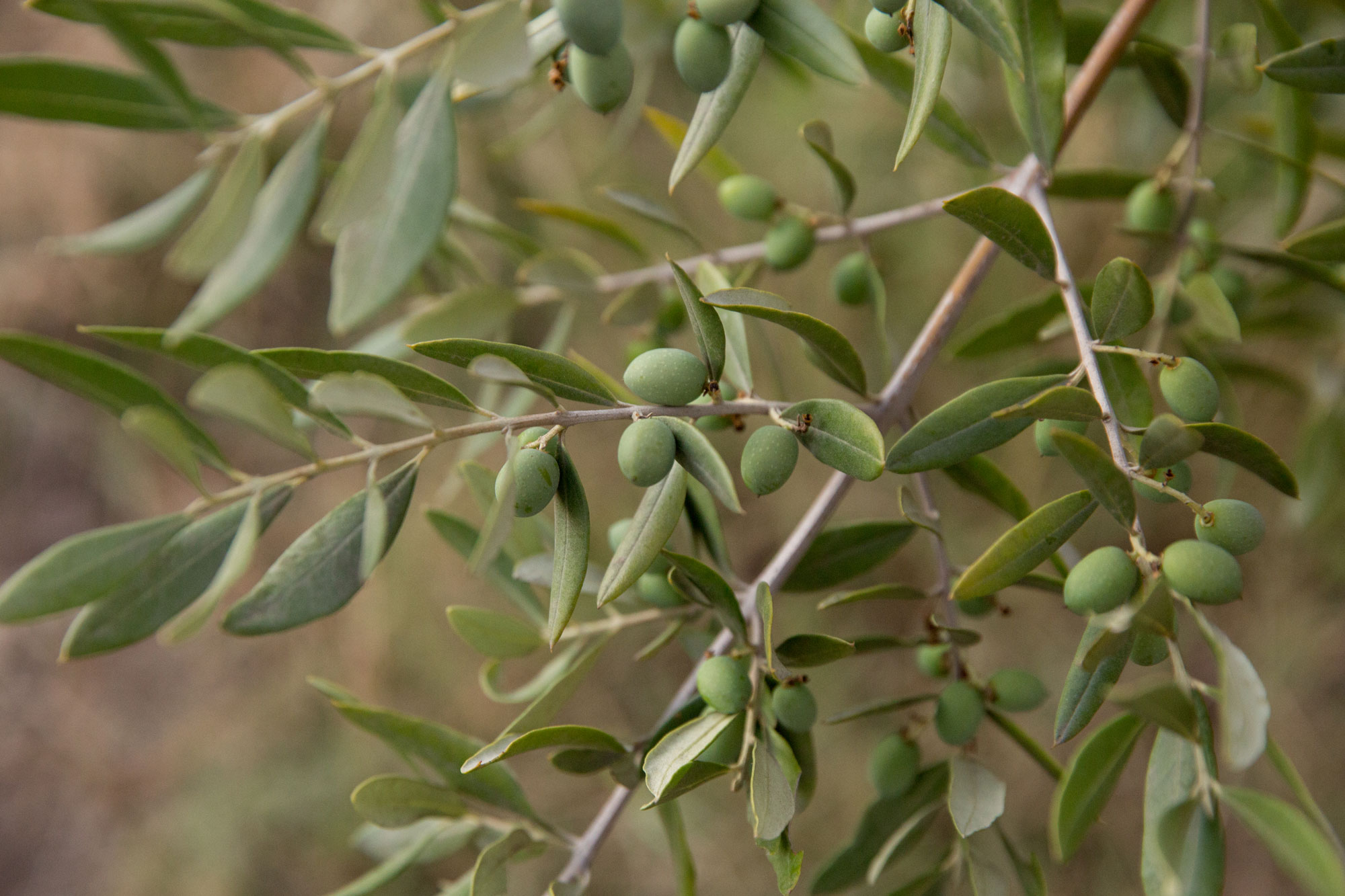 This close-up shot features a branch of an olive tree laden with small, green, ripening olives. The dense, narrow grey-green leaves provide a natural, textured background, suggesting a Mediterranean-style landscape often found in residential garden settings. The image highlights the organic beauty of the property's landscaping, perfect for showcasing established greenery.