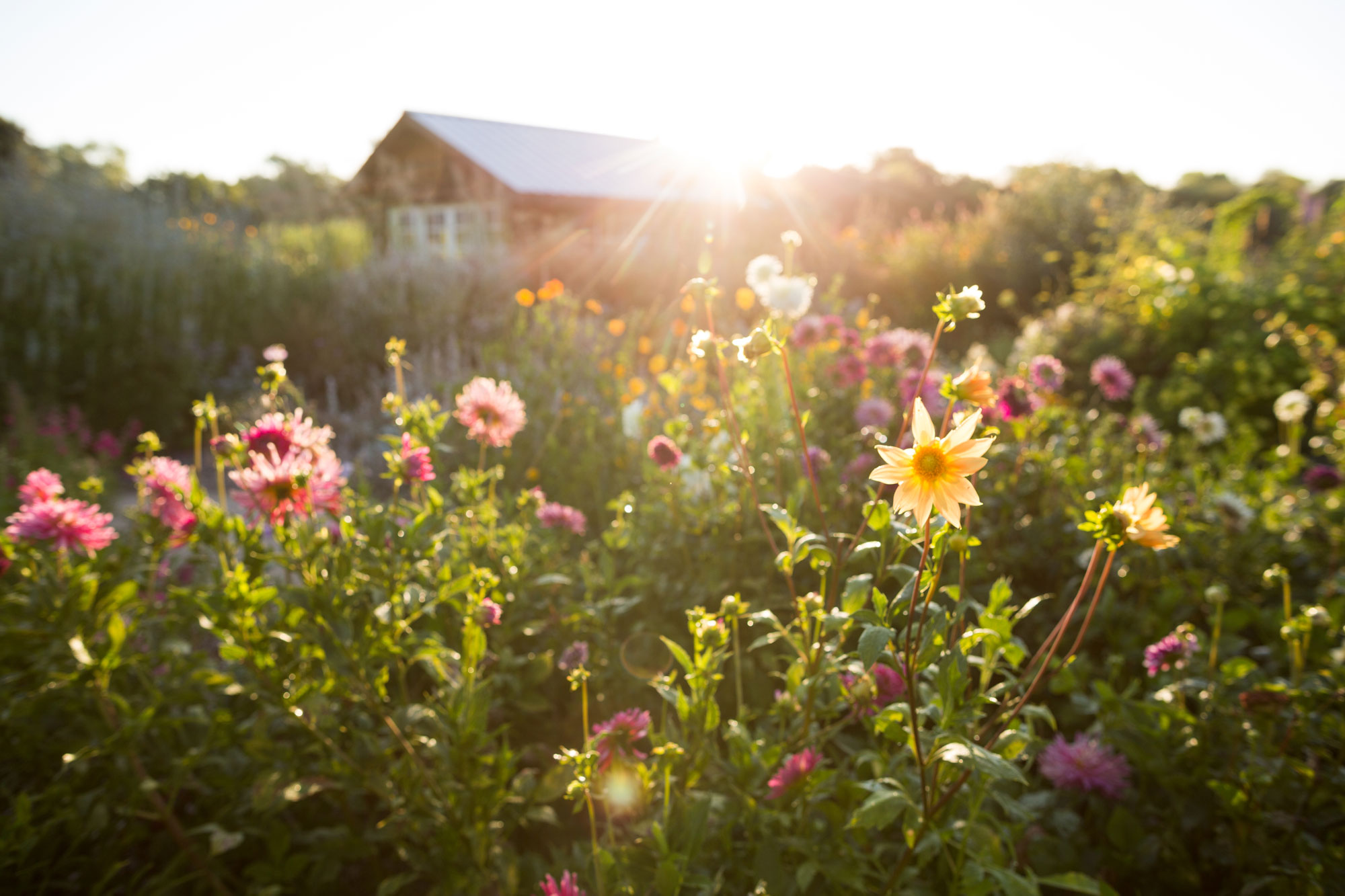 This image showcases a vibrant and well-manicured flower garden filled with a variety of colorful dahlias and other blooms, illuminated by the warm, golden glow of the sun. In the background, a quaint structure with a white roof is nestled among the foliage, adding charm to the scenic landscape. The scene evokes a peaceful and lush atmosphere, highlighting the property's potential for natural beauty and outdoor enjoyment.