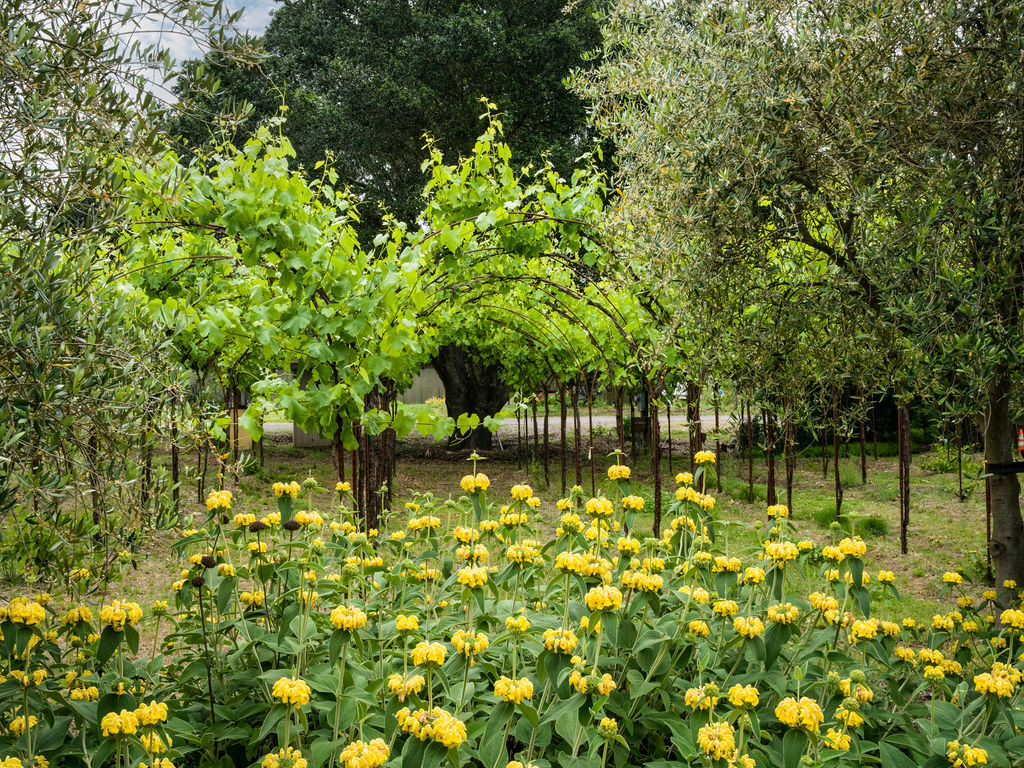 This image features a lush, vibrant garden foreground filled with yellow flowering Jerusalem sage plants. Behind the flowers, an arbor structure supports a thriving grapevine, creating a natural walkway in a serene and well-maintained outdoor space. The scene provides a peaceful, picturesque view, suggesting a property with mature landscaping and excellent potential for outdoor gardening or leisure.