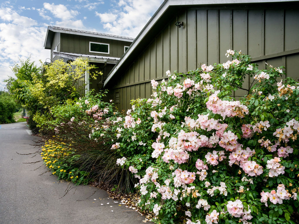 This side view of the property showcases a charming, earth-toned exterior with vertical siding and clean, modern lines. A vibrant, well-maintained rose bush with soft pink blooms serves as a picturesque focal point along the walkway, complemented by lush greenery and yellow perennials. The peaceful setting and architectural simplicity create a welcoming and serene atmosphere.