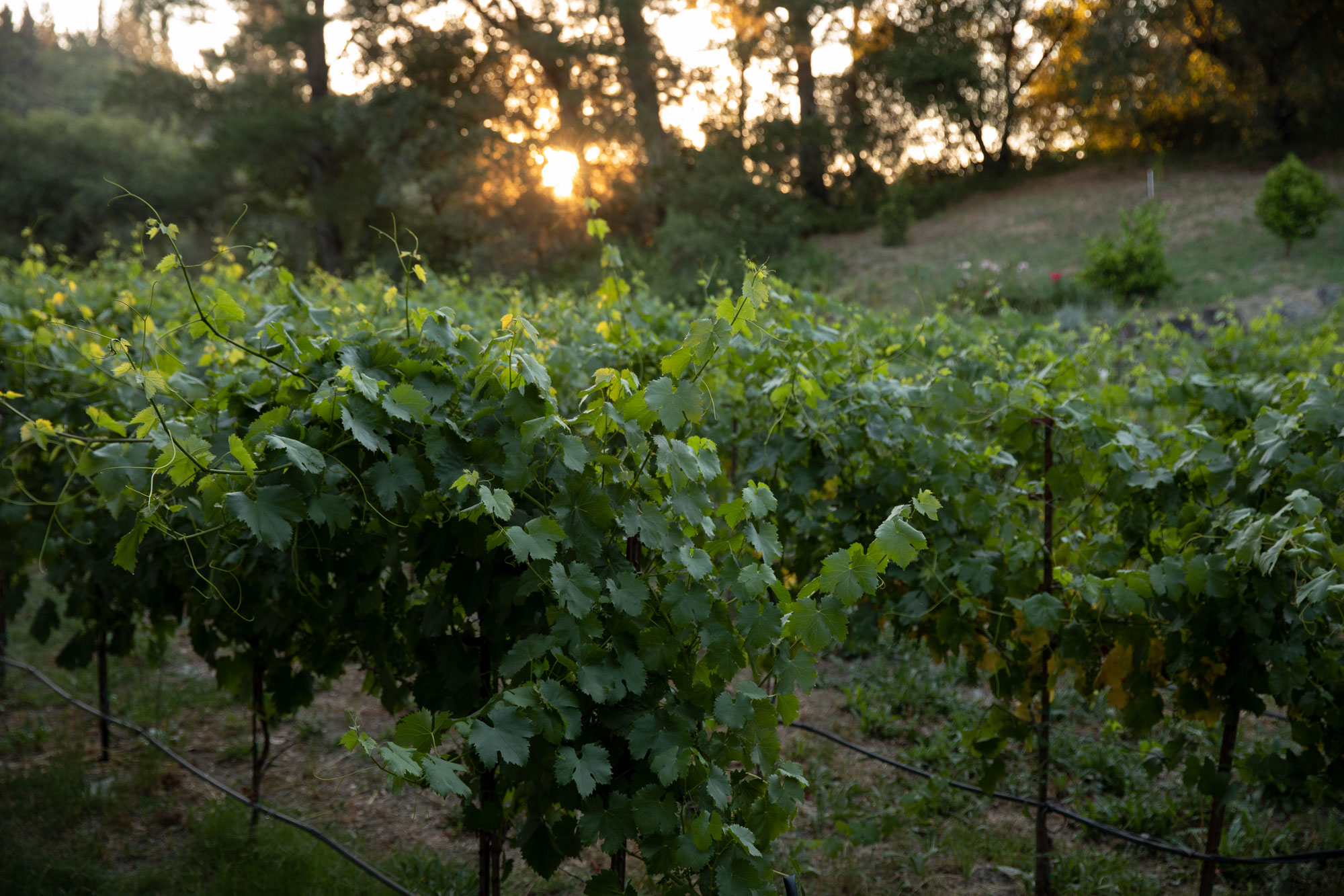 This image features a well-maintained vineyard set against a backdrop of sunlit trees at sunset. The rows of grapevines are supported by a trellis system and irrigation lines, showcasing a productive agricultural garden space. The warm, natural lighting highlights the lush greenery and provides an inviting, pastoral atmosphere.