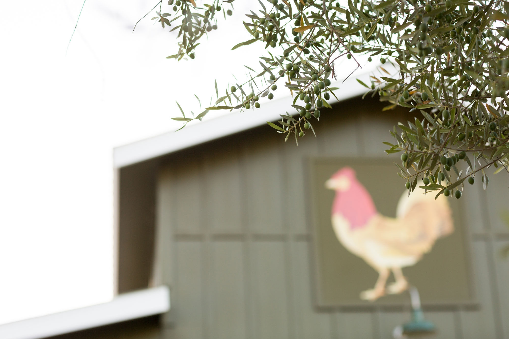 This image focuses on an architectural detail of an exterior wall featuring a decorative rooster mural on a muted green siding. An olive tree branch hangs in the foreground, framing the building and suggesting a rustic, countryside, or farm-to-table aesthetic. The composition highlights character-adding elements that enhance the property's curb appeal and theme.