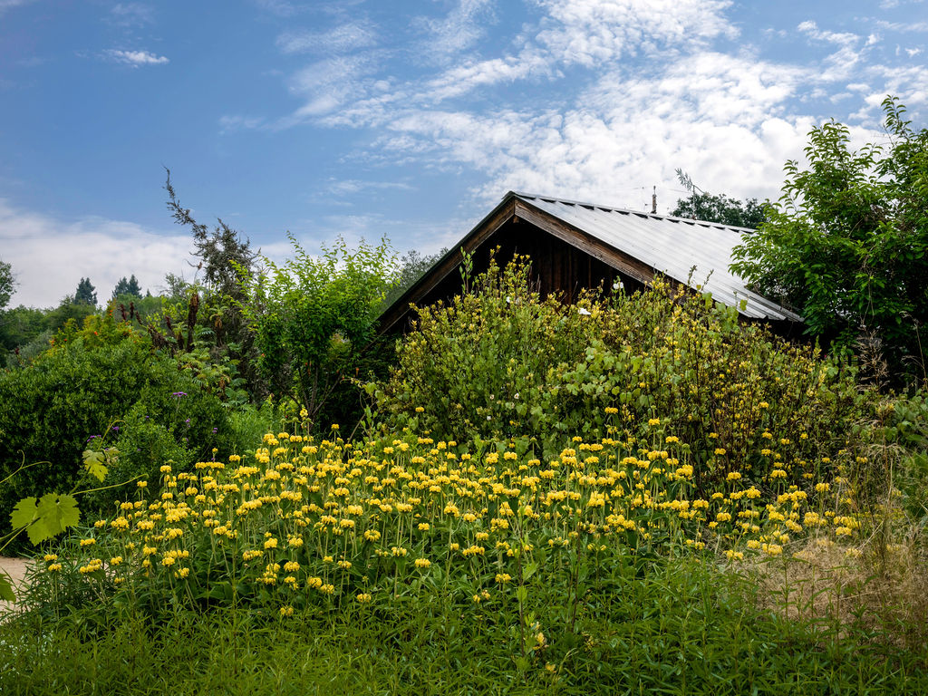 This image showcases a lush, vibrant garden foreground overflowing with yellow blooms, set against the backdrop of a rustic shed with a metal roof. The landscaping features thick greenery and various textures, creating a natural, cottage-like aesthetic. It provides a peaceful, secluded atmosphere that highlights the potential for a well-maintained and picturesque outdoor space.