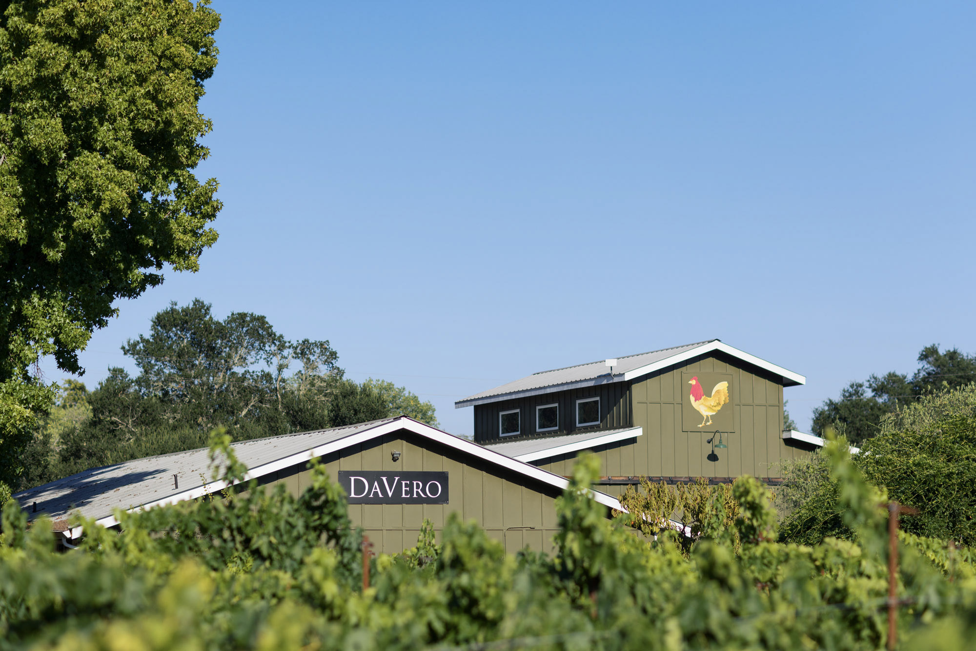 This image features a charming, rustic-style building with a prominent green facade and a whimsical rooster mural, likely part of a vineyard or winery establishment named DaVero. The structure is set behind lush, out-of-focus grapevines, highlighting a serene agricultural setting under a clear blue sky. It presents an inviting and character-filled exterior, emphasizing the property's unique branding and peaceful rural atmosphere.