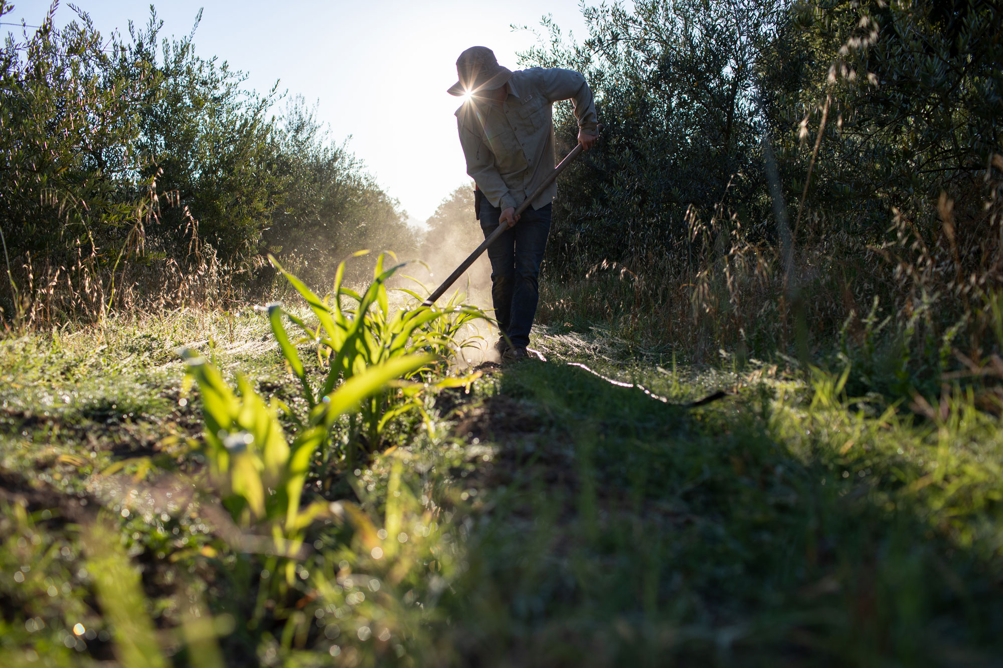 This image showcases a person working in a cultivated garden or agricultural plot, likely within an orchard setting. The scene captures a rural, productive outdoor environment with young green plants in the foreground, demonstrating potential for small-scale farming or hobby gardening. The backlit composition emphasizes the natural, sunny atmosphere of the space.