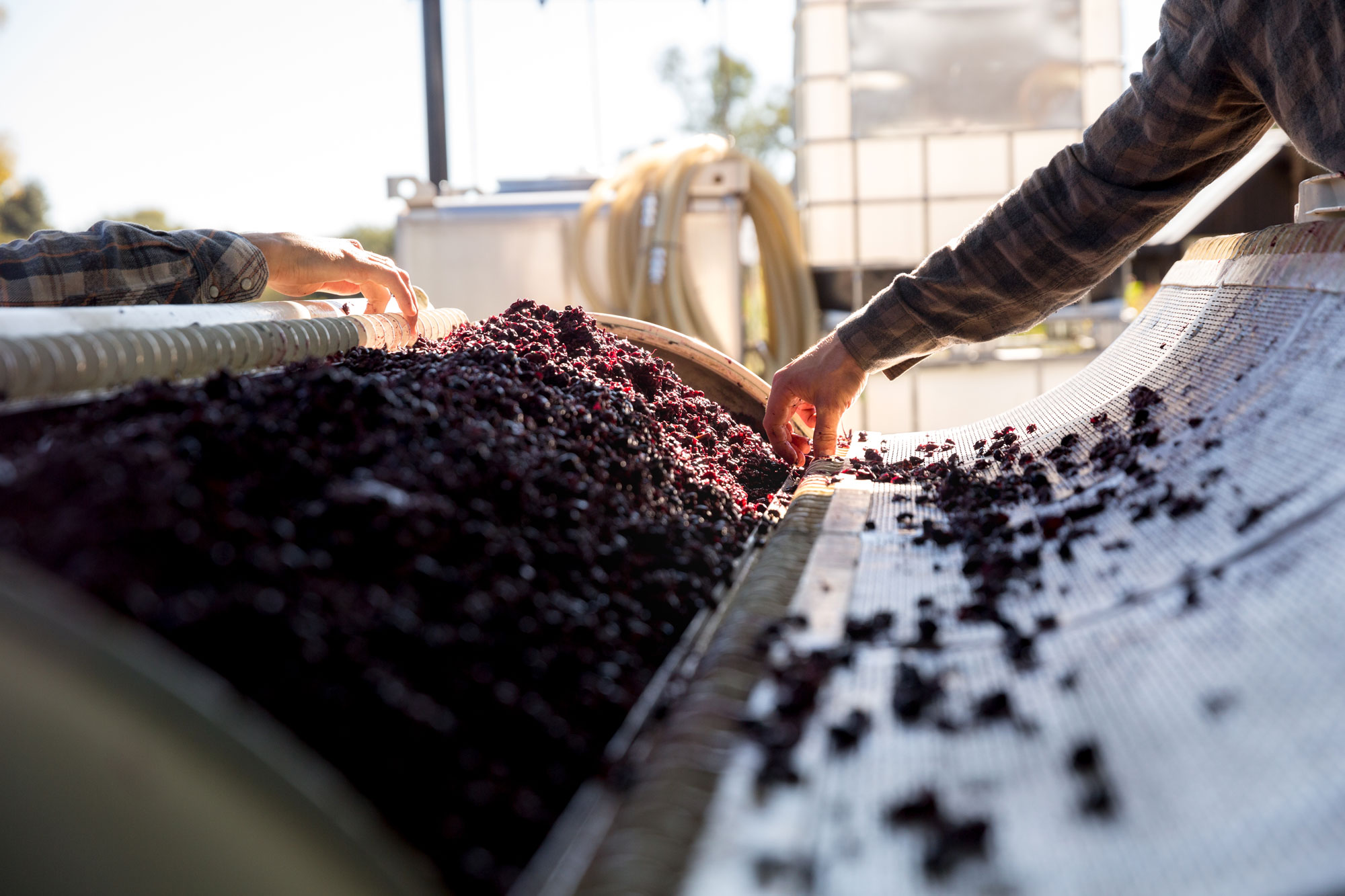 This image shows a mechanical sorting process for harvested grapes in an agricultural or winery setting. Workers are seen tending to the fruit as it travels along a conveyor belt, highlighting the industrial aspect of wine production. The scene reflects the hands-on, labor-intensive nature of viticulture operations.