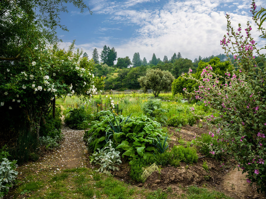 A lush, vibrant community garden featuring a winding dirt path lined with blooming white roses and tall, colorful hollyhocks. The well-maintained plot showcases a variety of greenery and vegetable beds, creating a serene and productive outdoor space. The background offers a scenic view of mature trees and a rolling hillside under a bright, cloud-dappled sky.