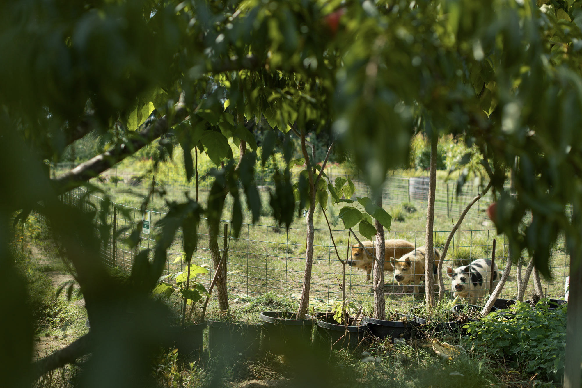 This image shows a naturalistic outdoor space framed by foliage in the foreground, looking onto a fenced enclosure that houses several pigs. The setting features a rustic, farm-like atmosphere with young trees planted in pots and an open grass area. It highlights potential for small-scale agricultural or hobby farming use on the property.