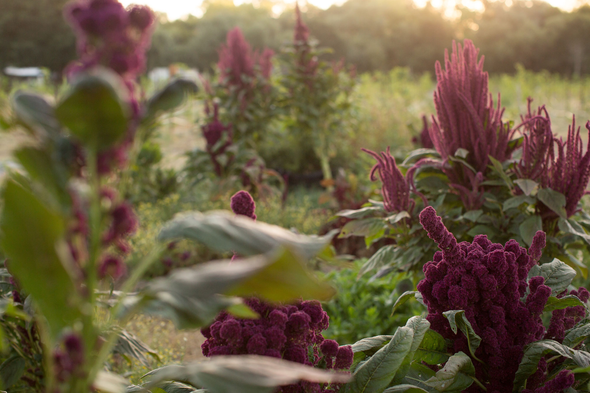 This image features a vibrant, lush garden filled with striking purple amaranth plants, showcasing their unique, plume-like blooms. The setting is bathed in the soft, warm glow of golden hour sunlight, creating a serene and picturesque outdoor environment. Such a well-maintained and thriving garden space adds significant aesthetic appeal and natural charm to a residential property.