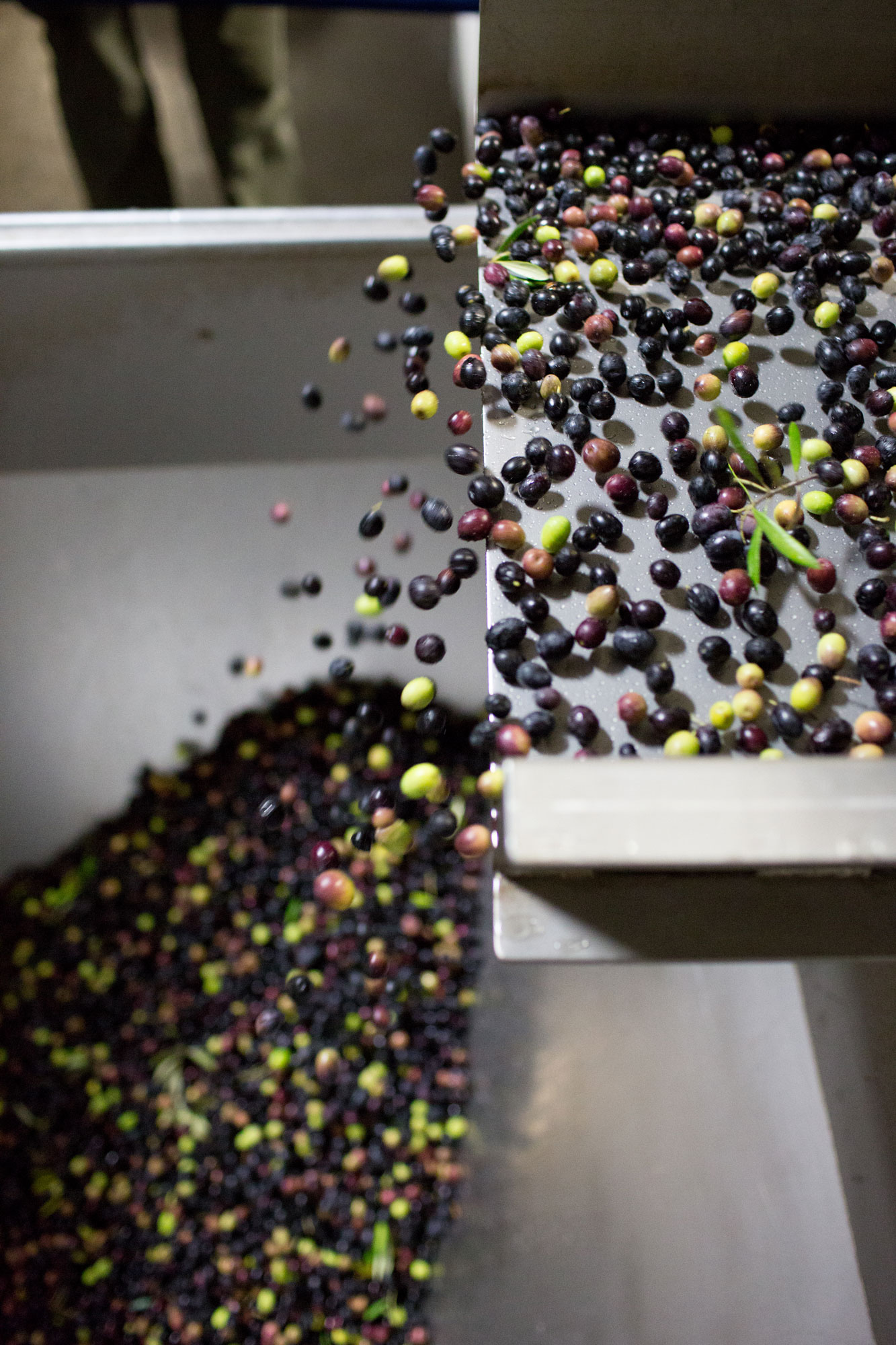 This image depicts an industrial processing line in an olive oil production facility, showing a metal chute dispensing harvested olives into a large collection bin. The scene captures the raw, agricultural aspect of the production process, highlighting the abundance of fresh, multi-colored olives being sorted and prepared for pressing. This type of image would typically be associated with a commercial agricultural property or a high-end estate that produces its own olive oil.