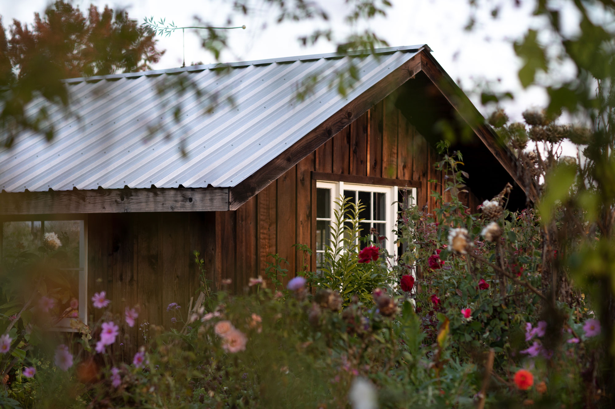 This image captures a charming, rustic wooden garden shed nestled among a lush, blooming floral garden. The structure features vertical wood paneling, a classic metal roof, and white-framed windows that add a touch of traditional character. The surrounding vibrant flowers and natural setting create an inviting, serene atmosphere perfect for an outdoor lifestyle property.