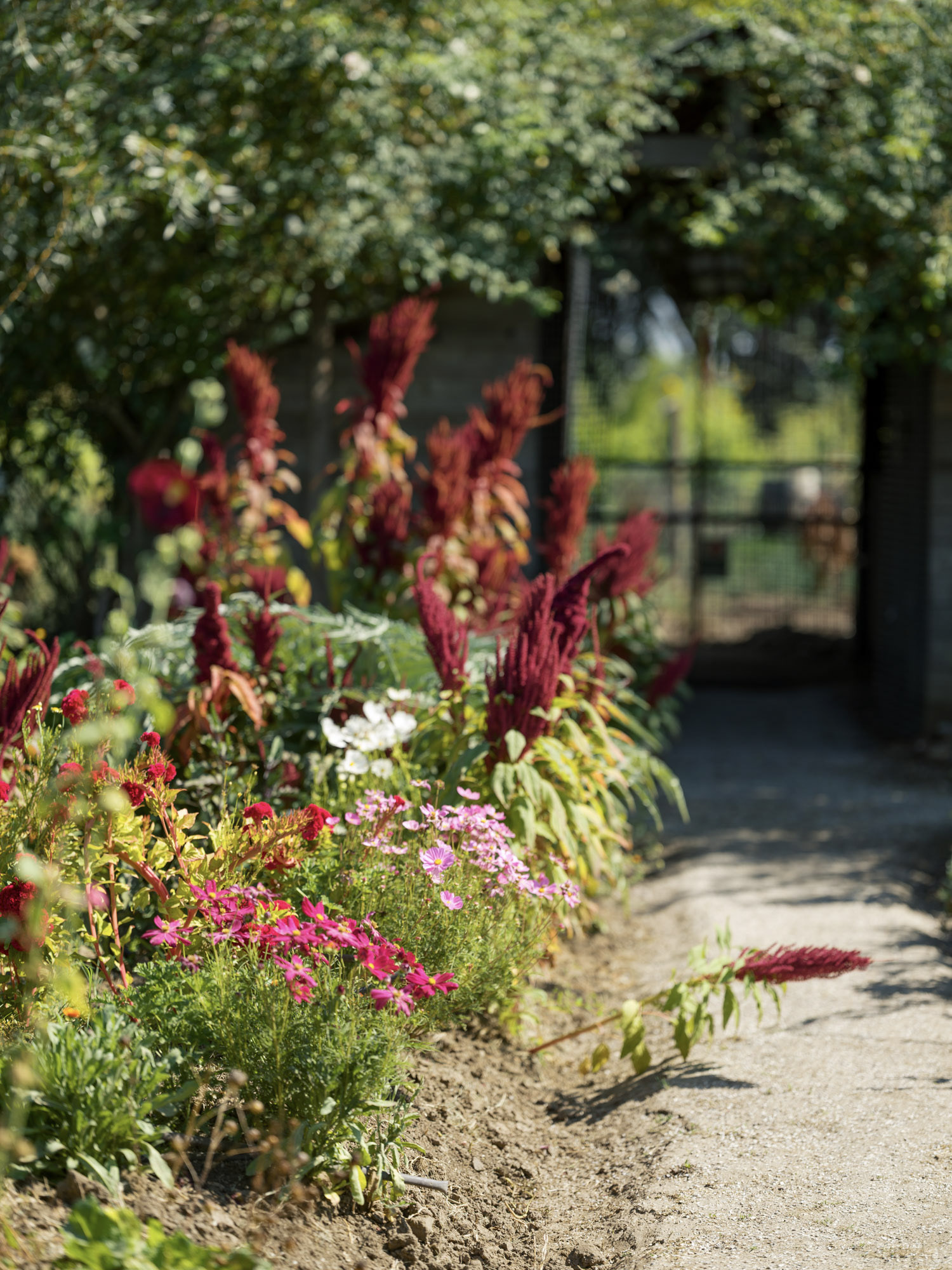 This image showcases a lush, vibrant garden path bordered by a rich variety of colorful flowers, including bright magenta cosmos and striking deep red amaranth plumes. The garden bed provides a warm, inviting aesthetic, with a dirt path leading towards a shaded structure in the background. Its well-maintained, organic arrangement adds significant curb appeal and natural charm to the landscape.