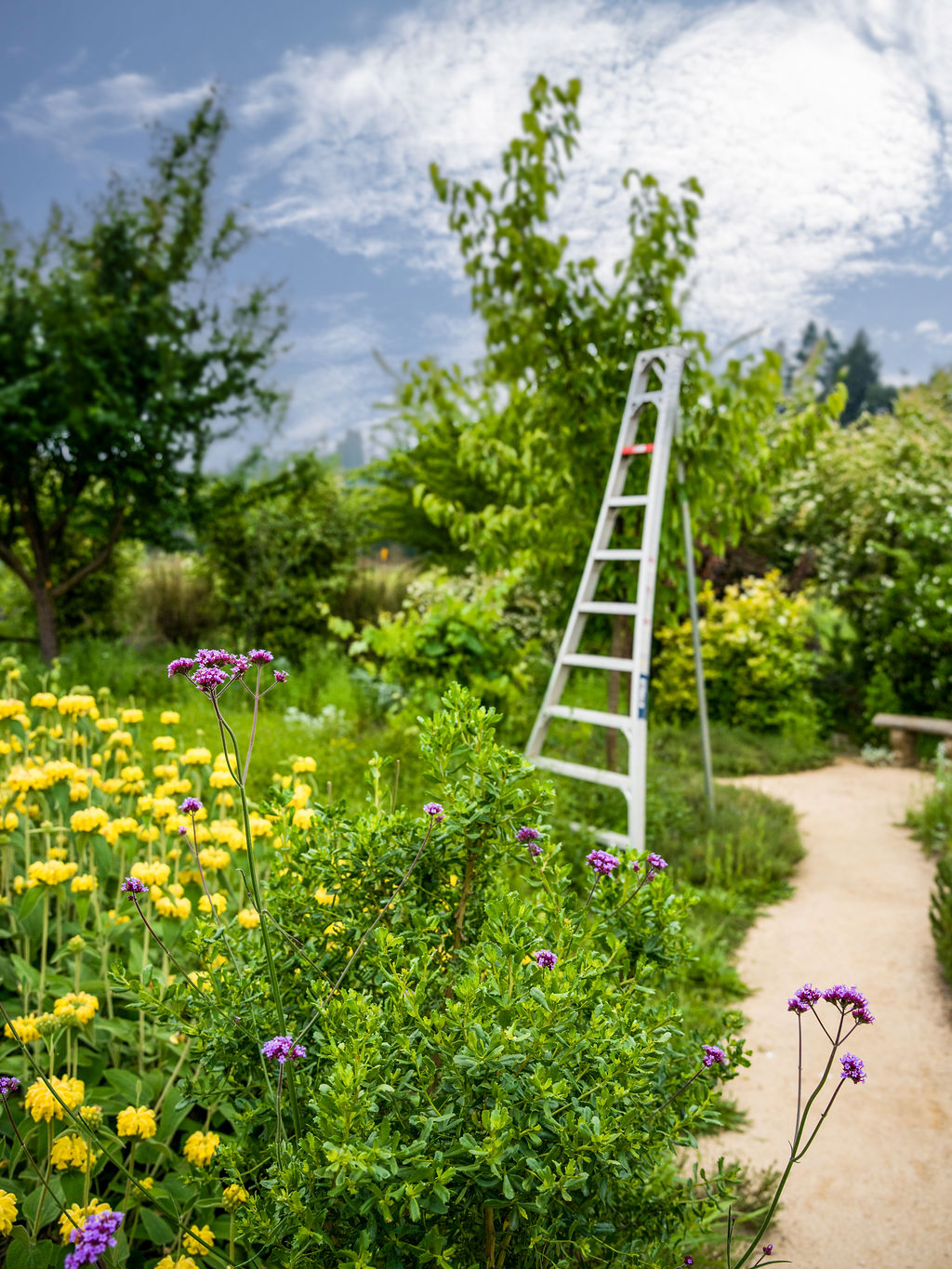 This image captures a lush and vibrant garden landscape, featuring a gravel pathway that winds through a mix of colorful flowering plants and dense greenery. A tall, white A-frame ladder is positioned near a mature tree in the background, suggesting ongoing maintenance or landscaping work. The scene offers a serene and well-manicured aesthetic, highlighting the property's potential for outdoor relaxation and gardening.