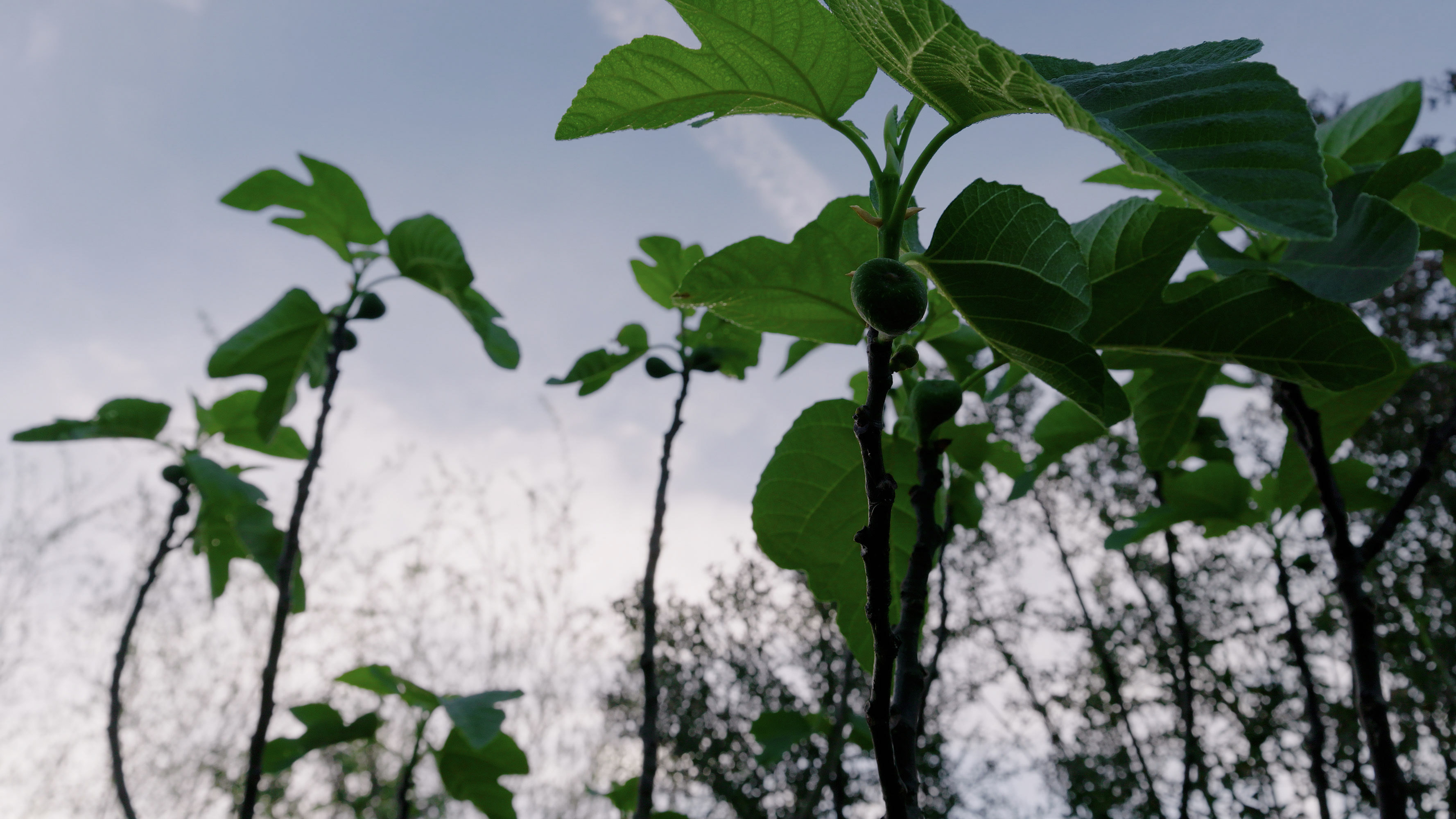 This low-angle shot captures young fig trees growing in a residential garden, showing vibrant green leaves and small budding fruits against an overcast sky. The image highlights the natural landscaping and potential for productive plantings on the property. It offers a peaceful view of the outdoor environment, suggesting a well-tended or naturalistic garden space.