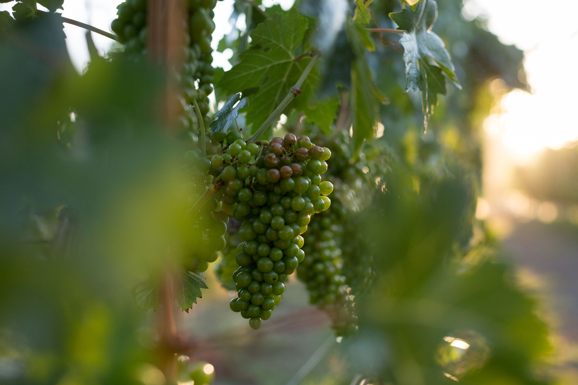 This close-up shot captures a cluster of green grapes hanging from a vine in a vineyard setting. The warm, soft sunlight filtering through the leaves creates a picturesque, inviting agricultural backdrop that suggests a well-maintained property or estate. The scene highlights the natural beauty and potential for viticulture on the grounds.