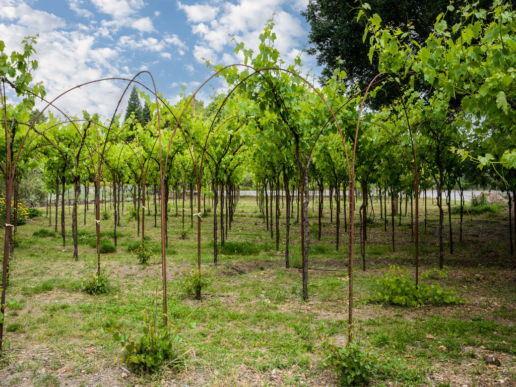 This vineyard setting features rows of grapevines trained along arched metal trellises, creating a unique and structured garden atmosphere. The well-maintained landscape includes grassy pathways between the rows, offering a picturesque and orderly outdoor space. This area suggests a sophisticated, agricultural-focused landscape perfect for an estate property or boutique vineyard setting.
