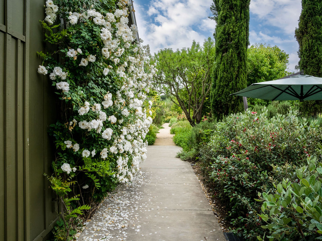 This picturesque garden path features a lush, climbing white rose bush along an olive-green exterior wall, leading toward a serene, sun-dappled landscape. The scene includes manicured shrubbery, tall cypress trees, and a shaded outdoor area, creating an inviting and tranquil atmosphere. It highlights a beautifully maintained outdoor space perfect for relaxation or leisurely strolls.