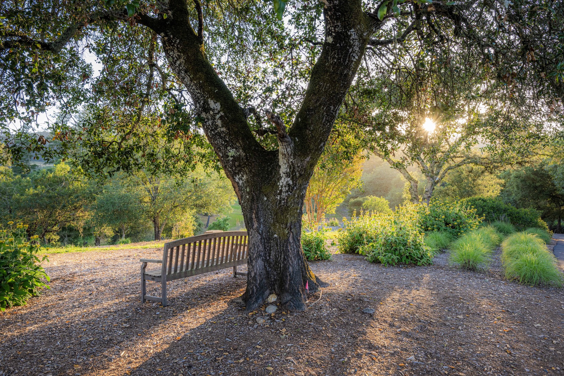 A serene garden setting features a wooden bench nestled beneath the expansive canopy of a mature oak tree. The scene is bathed in the warm, golden glow of the setting sun, which filters through the leaves to create a peaceful atmosphere. The foreground is covered in wood mulch, leading to lush green landscaping and ornamental grasses that enhance the tranquil, park-like aesthetic.