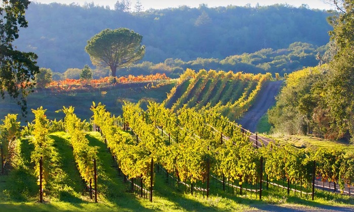 This scenic image showcases a sprawling, well-manicured vineyard bathed in warm sunlight, highlighting the lush green and golden-hued grape vines arranged in neat, orderly rows. A prominent, mature tree stands in the background alongside rolling hills, creating an idyllic and peaceful countryside setting. The property offers significant agricultural potential and expansive outdoor landscape views, ideal for a serene, rural retreat.