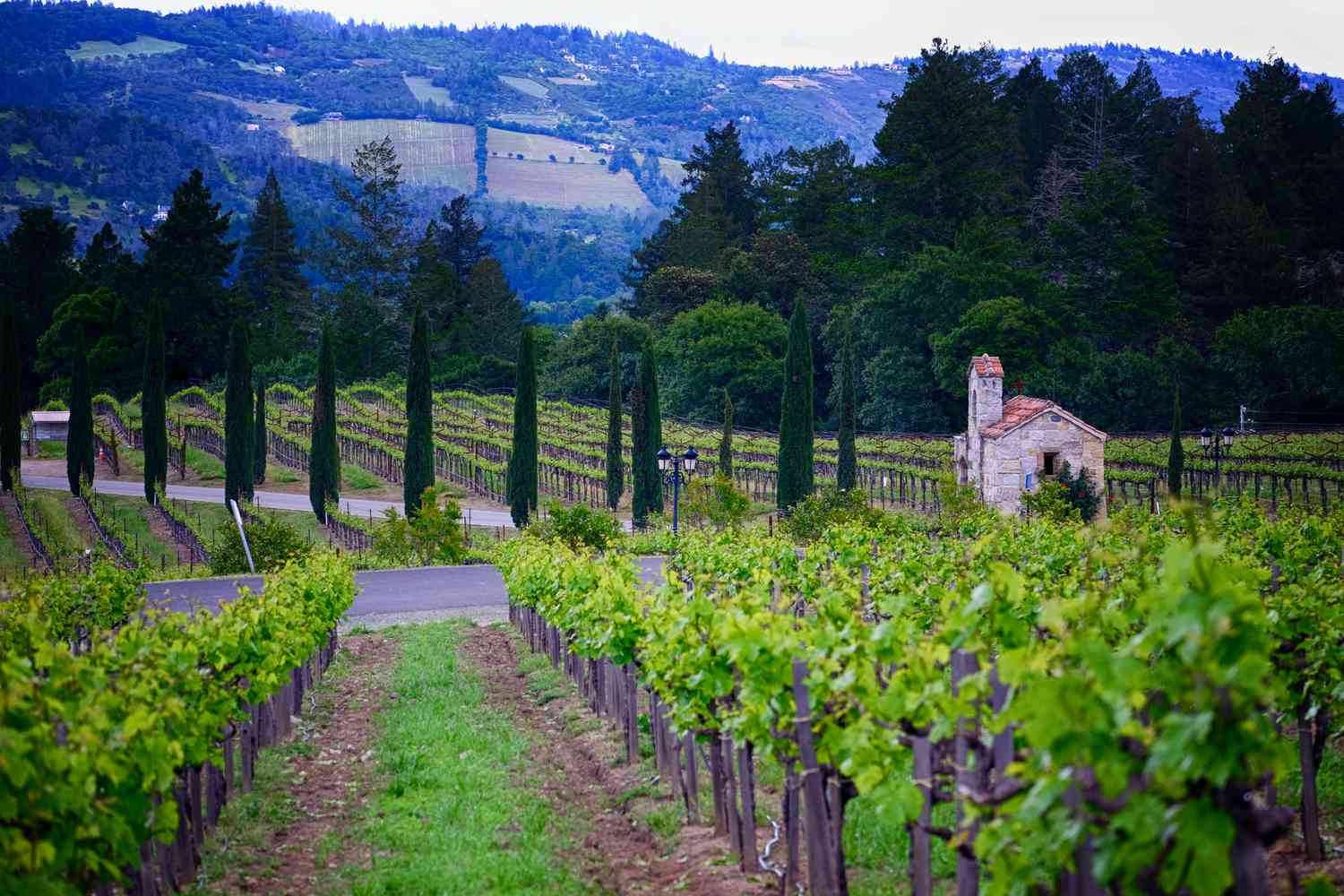 This picturesque image captures a sprawling vineyard estate featuring neatly ordered rows of grapevines leading to a charming stone chapel. Lined with elegant cypress trees and set against a backdrop of lush, rolling hills, the landscape conveys a feeling of tranquility and refined rural beauty. This setting perfectly highlights the vineyard's serene environment and expansive pastoral charm.