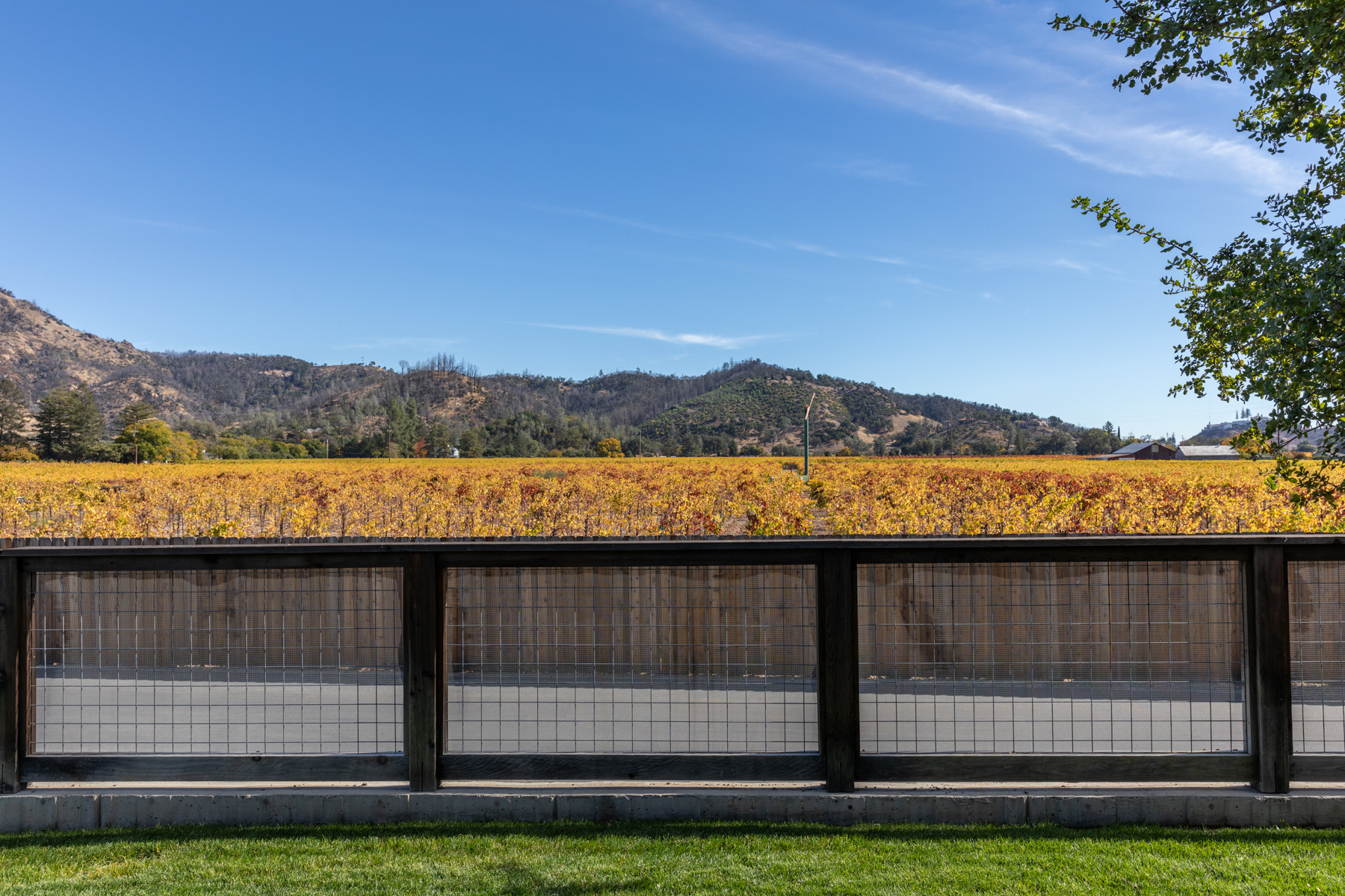 This outdoor view showcases a lush, manicured lawn in the foreground leading to a sturdy, horizontal wood and wire fence. Beyond the fence, a vibrant, autumn-colored vineyard stretches toward the base of rolling, tree-covered hills under a clear blue sky. The property offers a serene, picturesque landscape perfect for those seeking a tranquil and scenic rural setting.