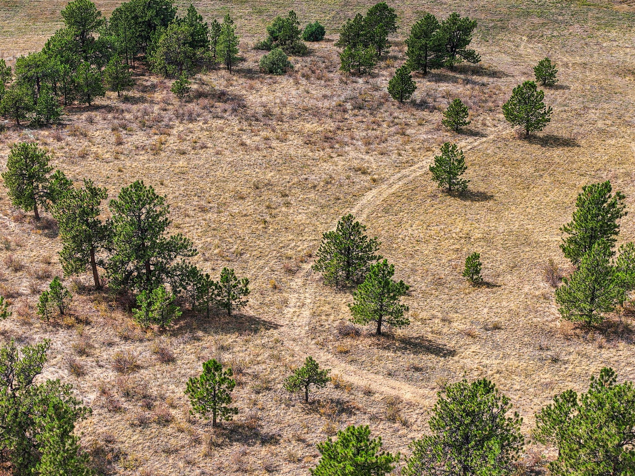 This high-angle aerial view captures a vast, dry landscape characterized by rolling, golden-brown grasses dotted with numerous evergreen trees. A faint, winding dirt path cuts through the center of the terrain, suggesting a natural trail or access route across the open property. The perspective provides a comprehensive look at the expansive, rugged topography, highlighting the natural vegetation and open space.