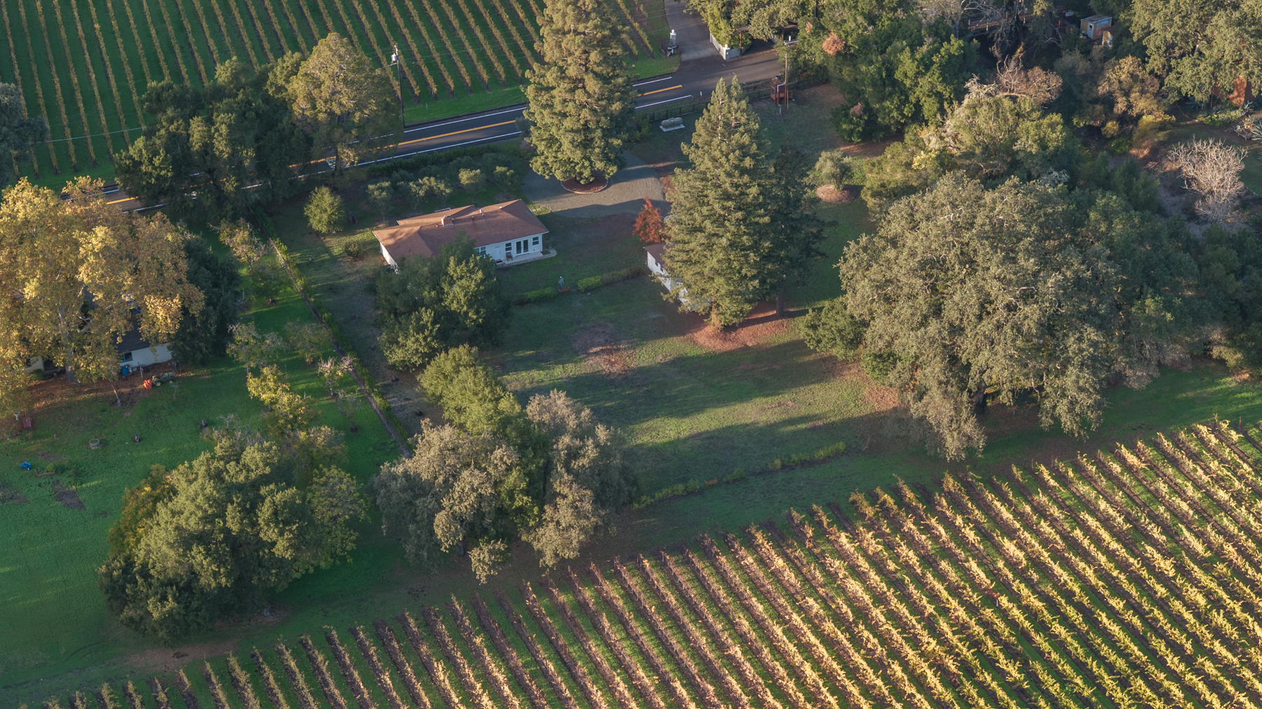This aerial view showcases a residential property nestled amidst extensive vineyard rows and lush, mature landscaping. The property features a single-story house with a brown shingled roof, surrounded by large shade trees and expansive lawn areas. Its rural yet accessible location adjacent to a road offers a tranquil atmosphere, emphasizing the scenic and peaceful nature of the estate.