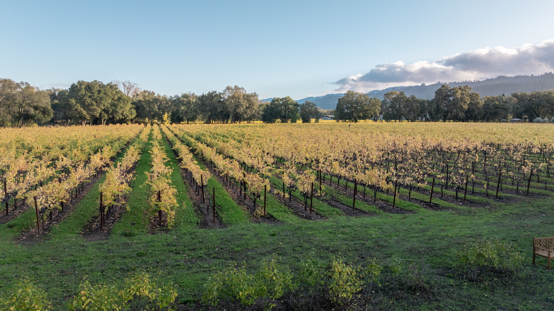 This image captures a sprawling vineyard during the autumn season, characterized by rows of grapevines with golden-hued leaves. The landscape is well-maintained with clear grassy pathways between rows, set against a backdrop of rolling hills and trees. This expansive outdoor space conveys a peaceful, scenic rural setting perfect for vineyard estate properties.