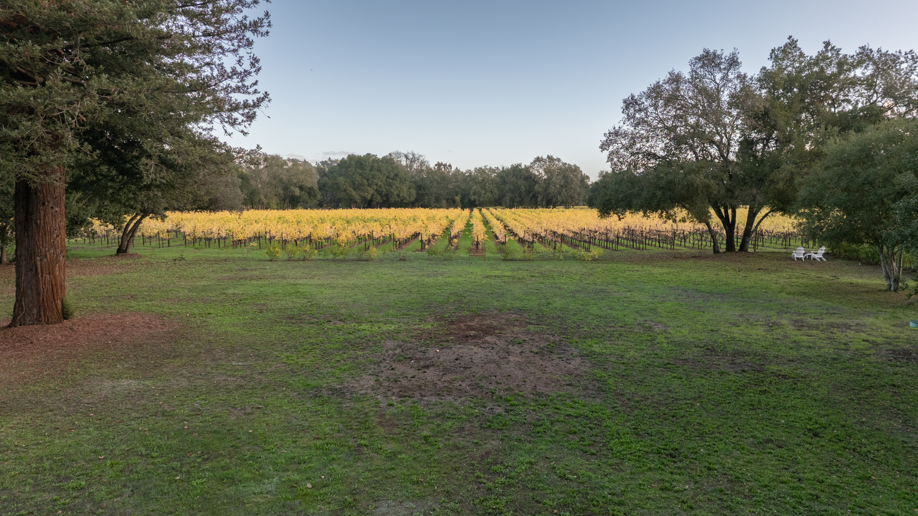 This scenic property features an expansive, well-maintained lawn leading directly to a beautifully orderly vineyard with vibrant yellow foliage. Mature shade trees frame the view, creating a peaceful and picturesque atmosphere, while a small pair of outdoor chairs sits quietly off to the side. It is an ideal setting that suggests a tranquil, rural, or estate-style lifestyle.