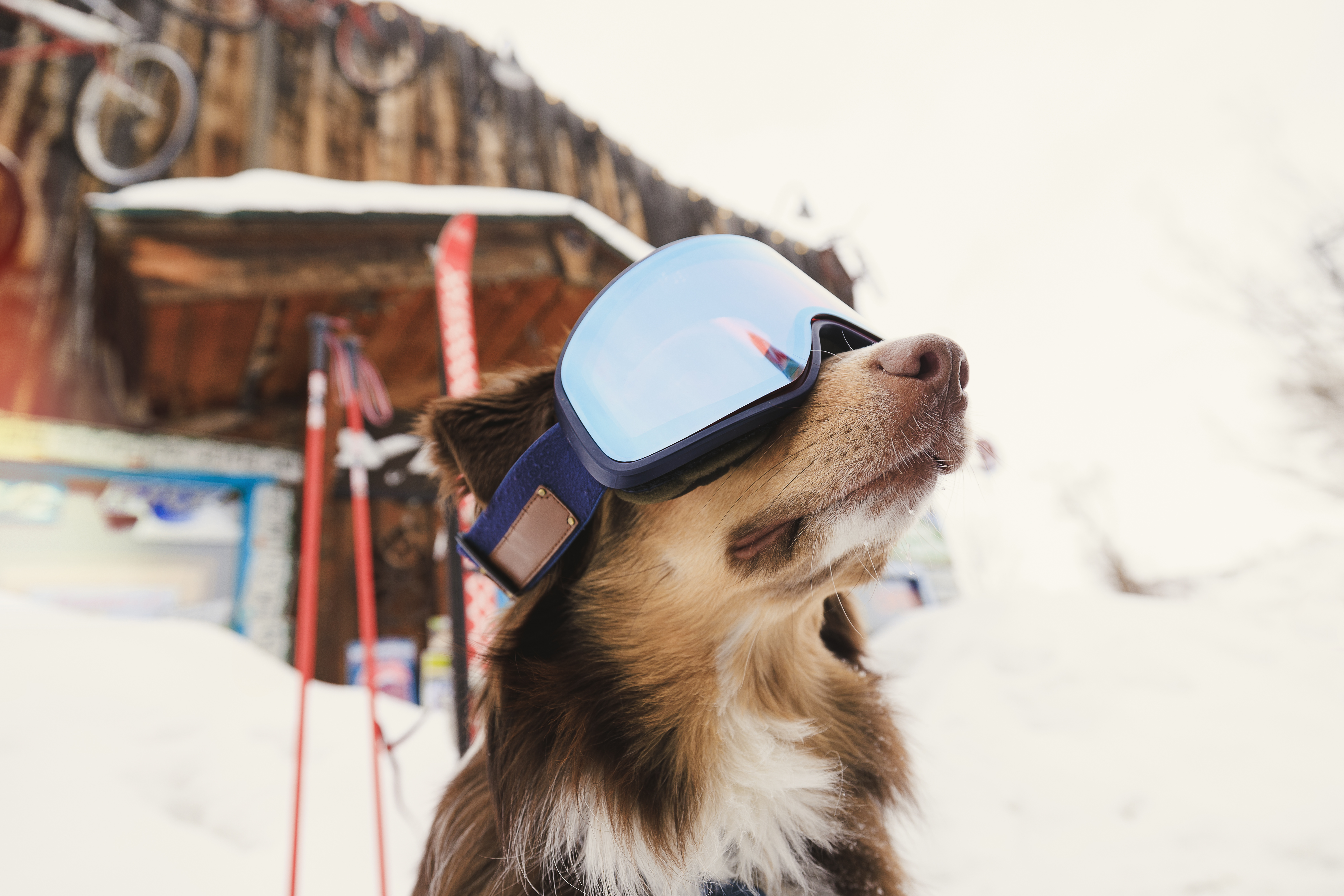 A close-up, eye-level shot captures a brown and white dog wearing blue-tinted ski goggles, positioned in front of a rustic, weathered wooden structure. In the background, blurred ski equipment and snow-covered surroundings suggest a mountain resort or ski lodge setting. The composition focuses on the playful subject, with the textured wood of the building providing a natural, rustic backdrop.