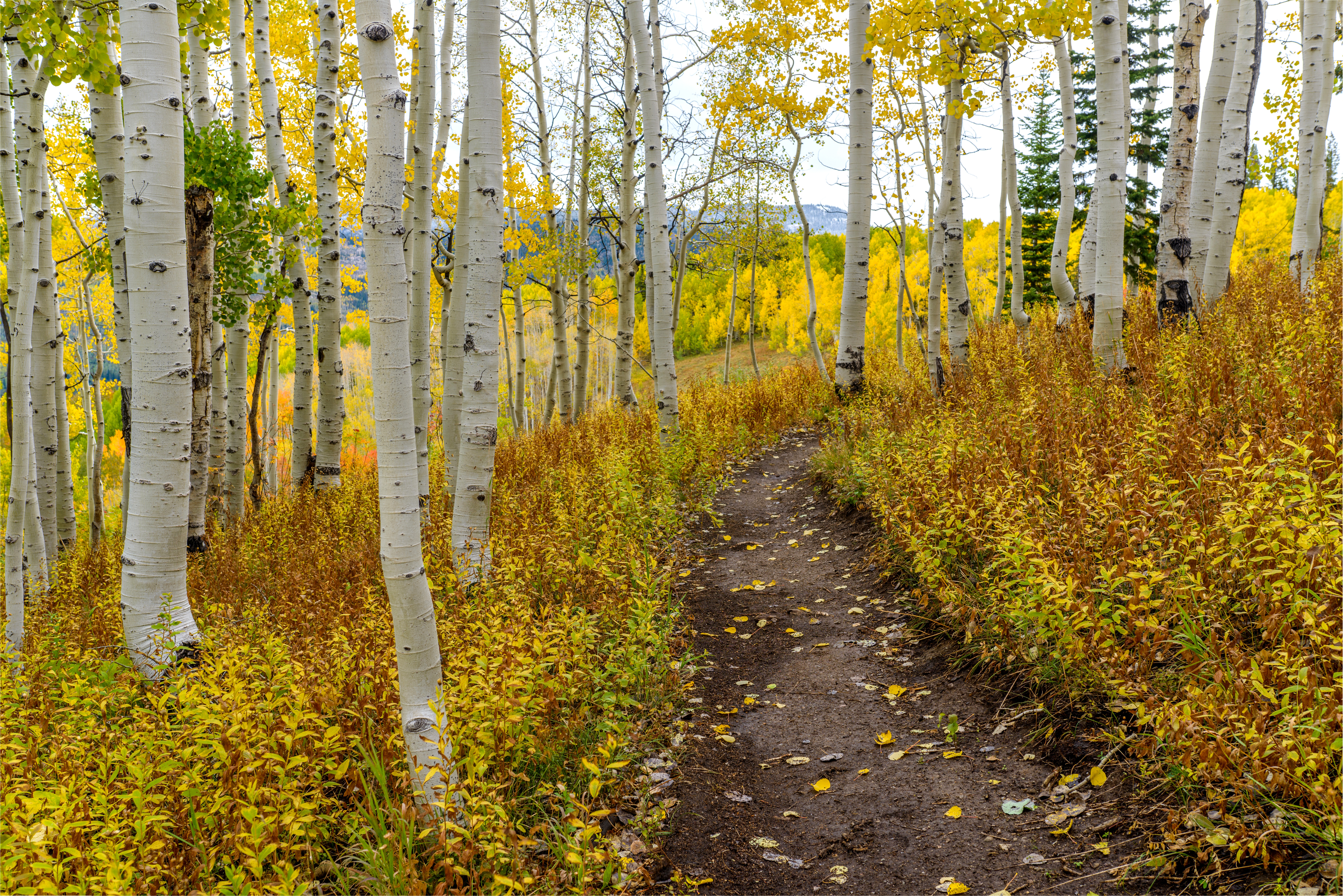 This image captures a scenic dirt hiking trail winding through a dense grove of aspen trees during the peak of autumn. The white trunks of the trees contrast beautifully with the vibrant yellow foliage and the golden-brown undergrowth lining the path. The perspective is a low-angle, eye-level shot looking down the trail, creating an immersive and peaceful atmosphere typical of a natural community amenity or recreational area.