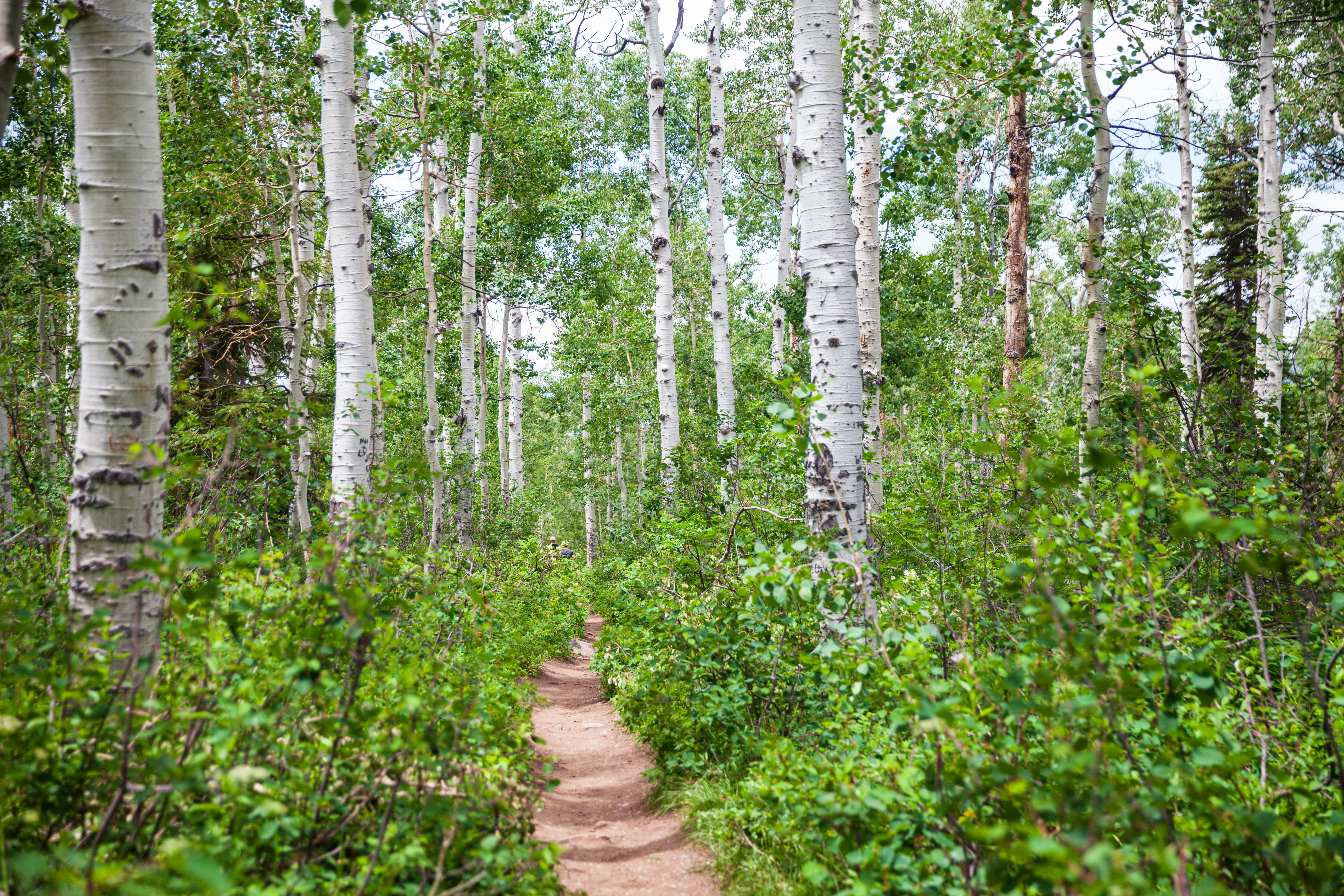This image captures a serene, narrow dirt hiking trail winding through a dense grove of tall, slender aspen trees. The lush green undergrowth and vibrant foliage create a peaceful, natural setting that suggests a quiet community trail or nearby recreational area. The perspective is eye-level, drawing the viewer down the path into the heart of the forest.