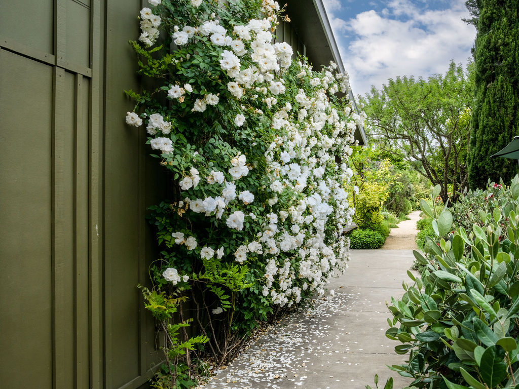 A lush, vibrant garden path runs alongside the side of a home painted in a deep olive green. A massive, blooming white rose bush climbs the exterior wall, creating a striking contrast against the dark siding and scattering delicate petals across the concrete walkway. The scene captures a serene, well-maintained outdoor space that leads toward a sunlit path in the background, framed by mature trees and greenery.