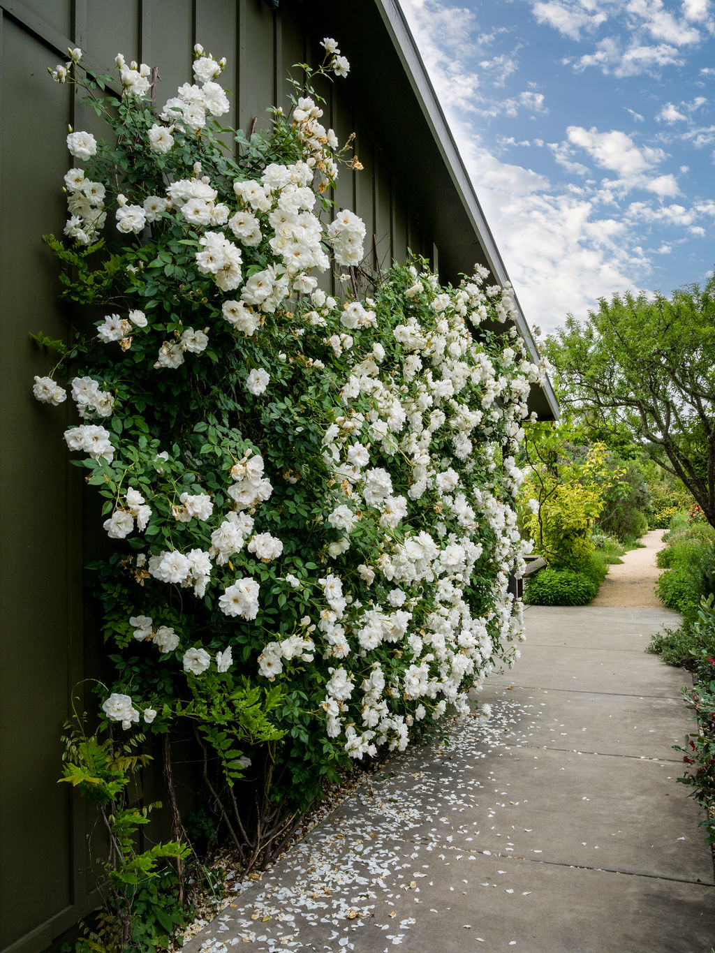 This side view of a home features dark green vertical siding adorned with a lush, climbing white rose bush in full bloom. A concrete walkway runs alongside the building, leading toward a landscaped garden path under a bright, partly cloudy sky. The scene captures a serene and well-maintained outdoor space with fallen petals scattered across the pavement.