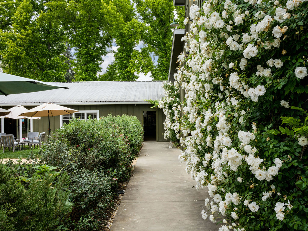 This exterior view captures a serene garden pathway lined with a lush, white-flowering climbing rose bush on one side and a manicured hedge on the other. A concrete walkway leads toward an open doorway of a green-sided building, while a patio area with umbrellas and outdoor seating is visible to the left. The scene is framed by mature, leafy trees, creating a peaceful and inviting atmosphere.