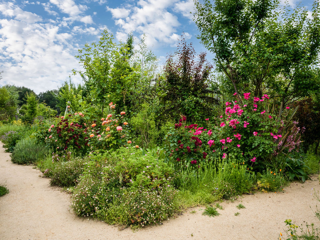 This vibrant garden scene features a lush, well-maintained landscape with a variety of blooming roses in shades of pink, orange, and deep red. A light-colored gravel path winds through the foreground, leading the eye toward the dense foliage and mature trees that provide a natural backdrop. The bright, sunny sky with scattered clouds enhances the peaceful and inviting atmosphere of this outdoor space.