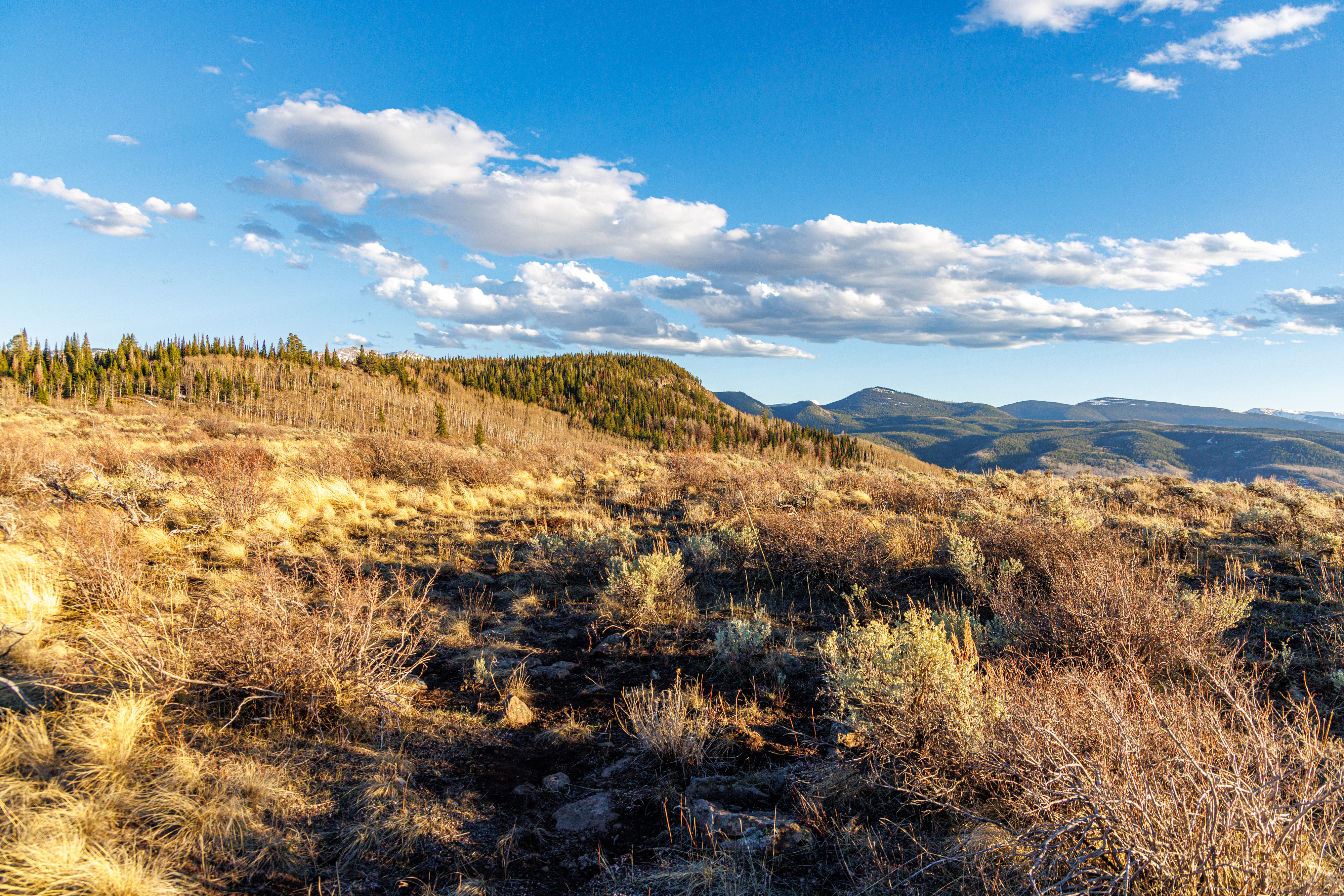 This wide-angle landscape shot captures a vast, golden-hued meadow transitioning into a dense forest of pine and aspen trees under a bright blue sky with scattered clouds. In the distance, rolling mountain ranges create a scenic, expansive horizon that suggests a remote and tranquil setting. The perspective is from a slightly elevated vantage point, emphasizing the natural beauty and open space of the terrain.