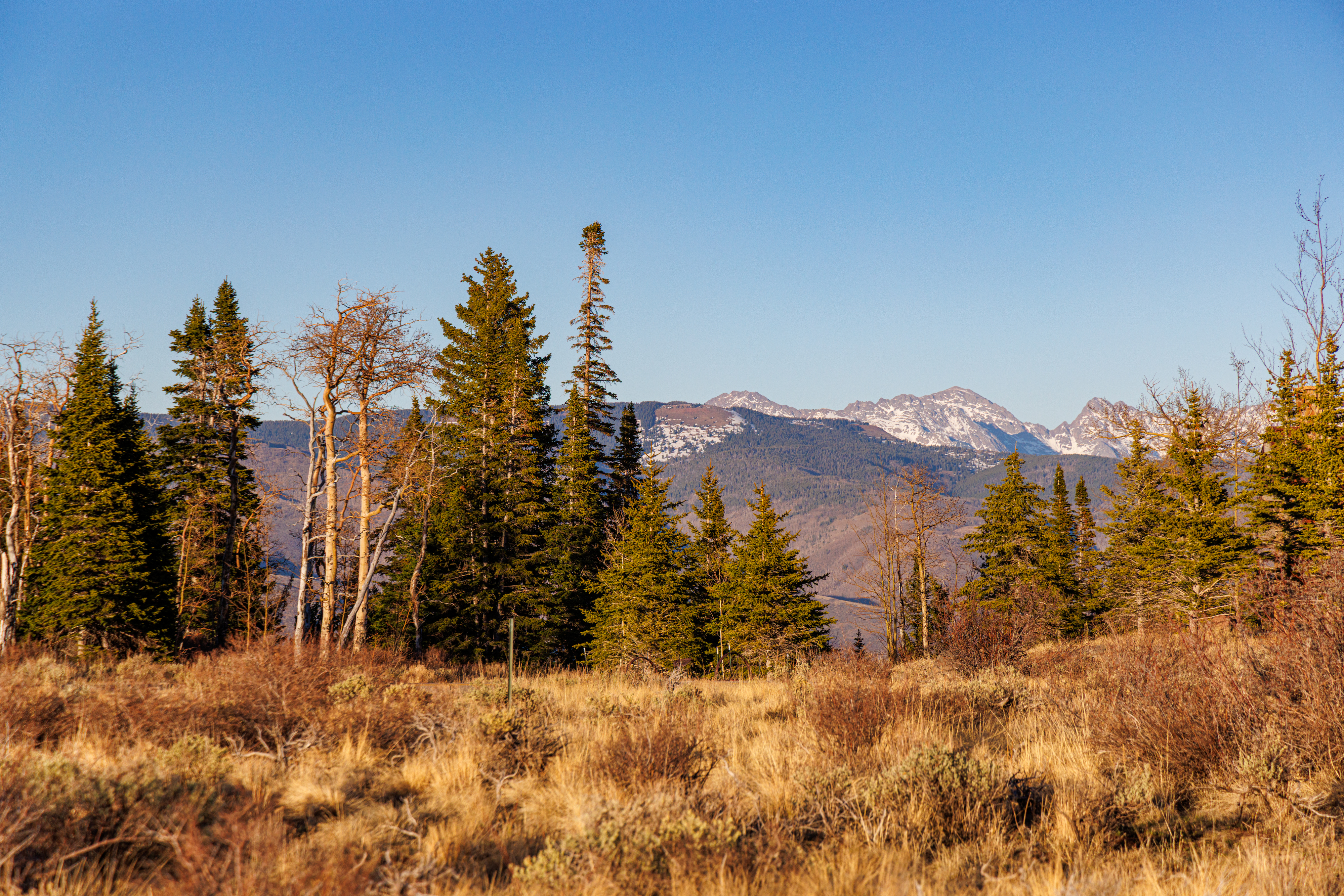 This scenic landscape shot captures a vast, open field of dry, golden grasses leading toward a dense cluster of evergreen and deciduous trees. In the background, majestic snow-capped mountain peaks rise against a clear, expansive blue sky, suggesting a remote and tranquil mountain setting. The perspective is a wide, eye-level shot that emphasizes the natural beauty and expansive terrain of the property's surroundings.